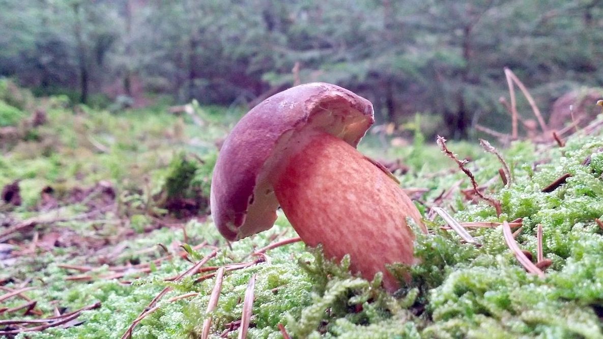 Maroni Pilz | Bild: Heinrich Inkoferer
