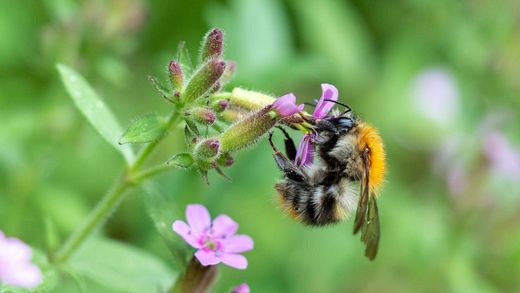 Hummel  Blüte saugend