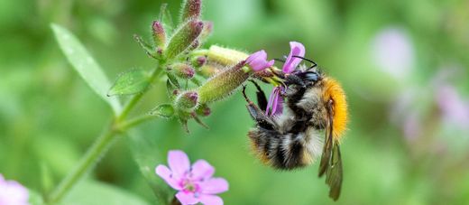 Hummel  Blüte saugend