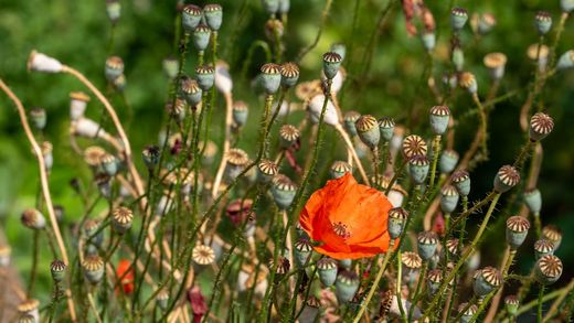 Klatschmohnblüte und Samenkapseln