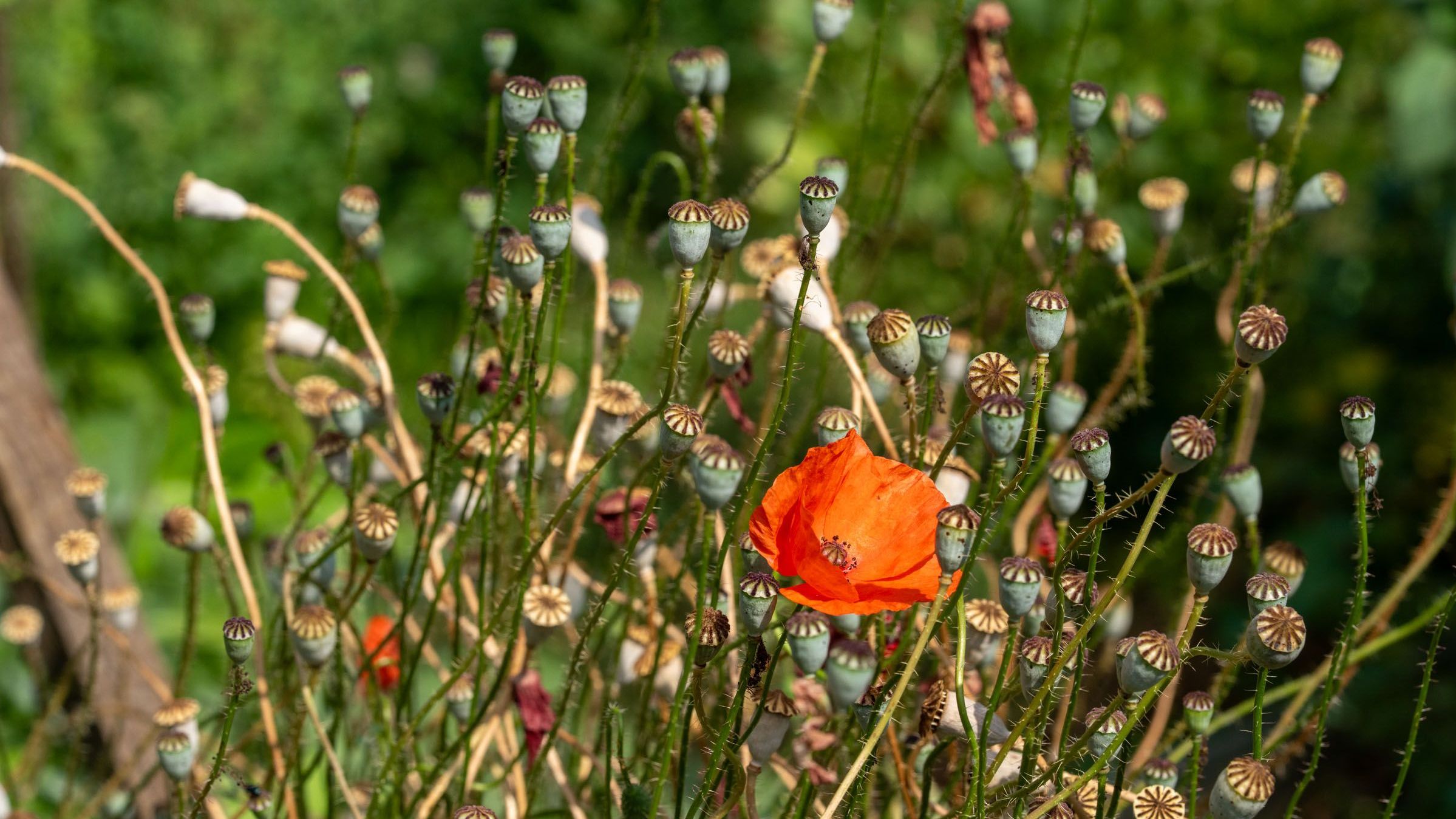 Klatschmohnblüte und Samenkapseln