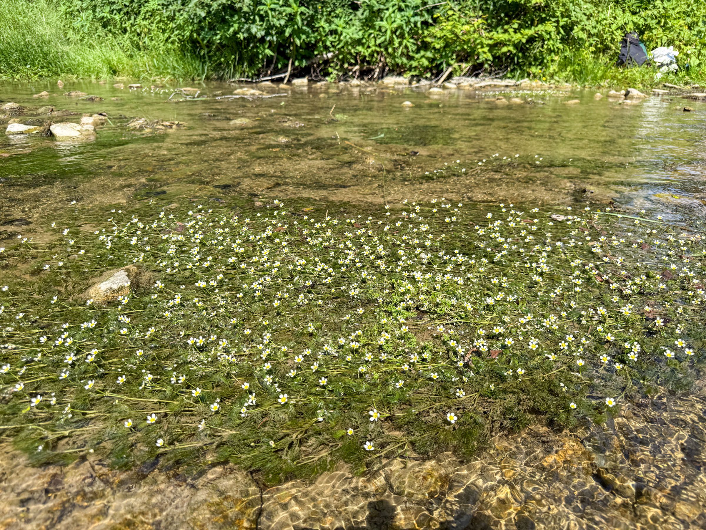 Wasserhahnenfuß Wertach