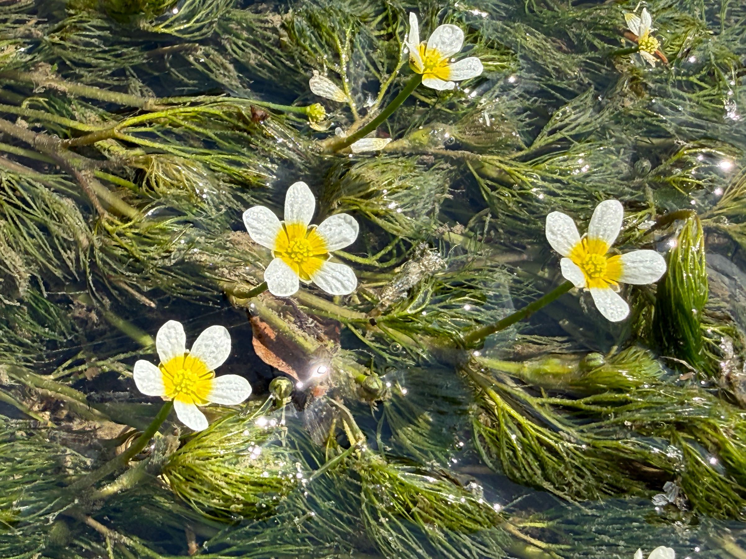 Wasserhahnenfuß Wertach