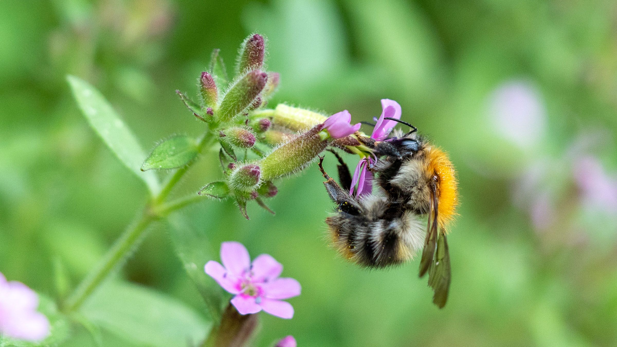 Hummel Blüte saugend