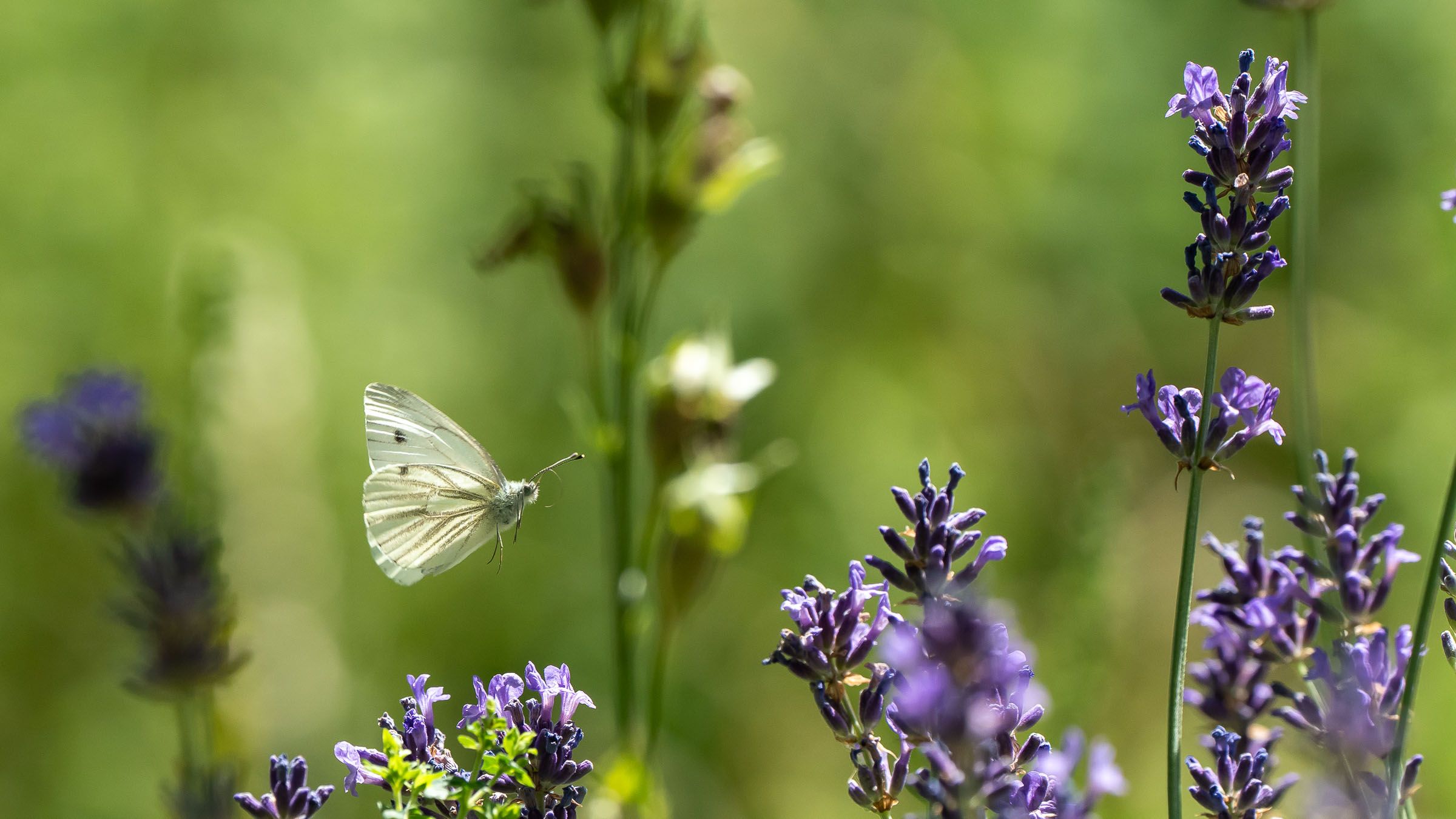 Weißling Lavendel Schmetterling Falter