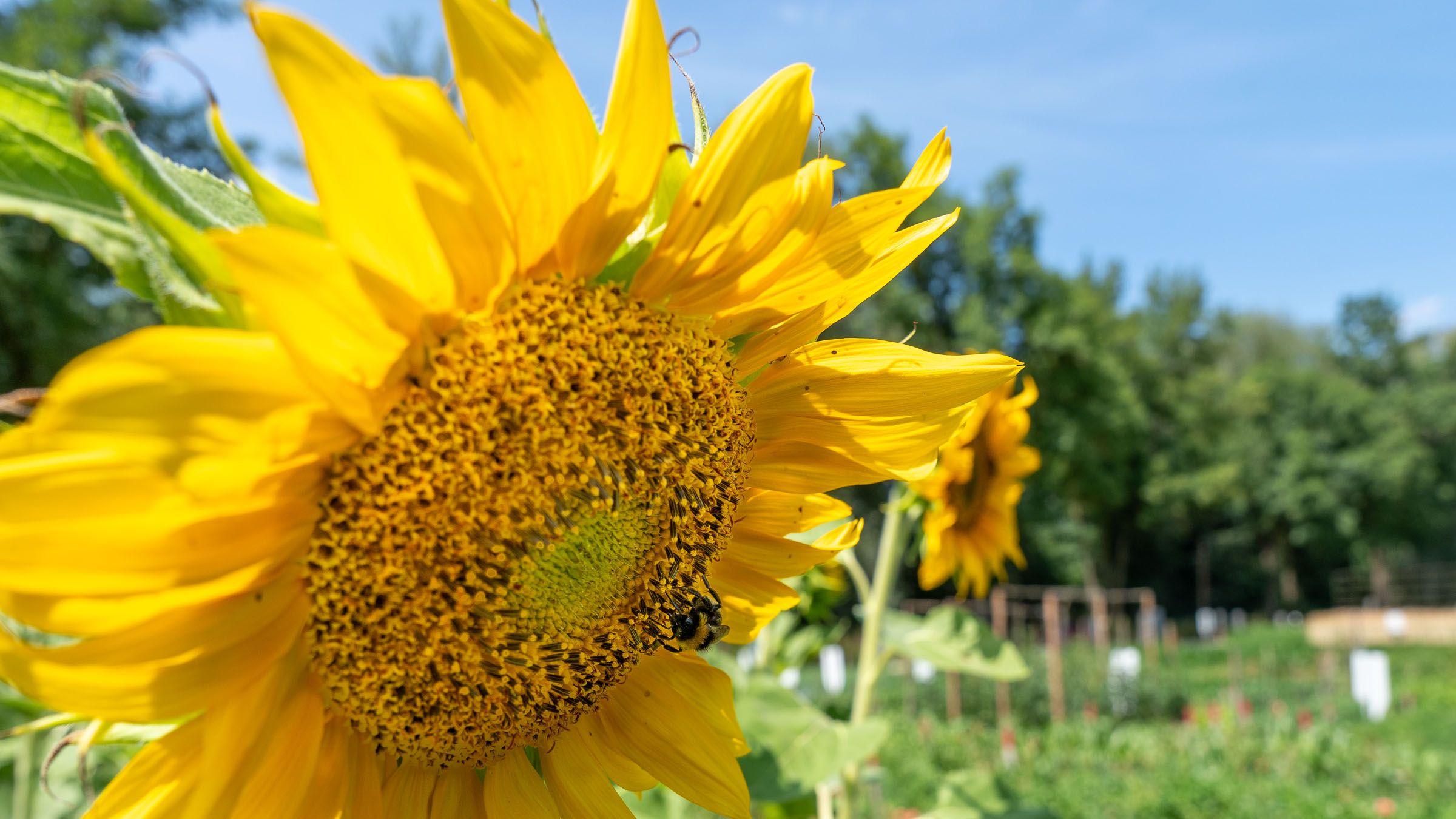 Sonnenblume mit Hummel