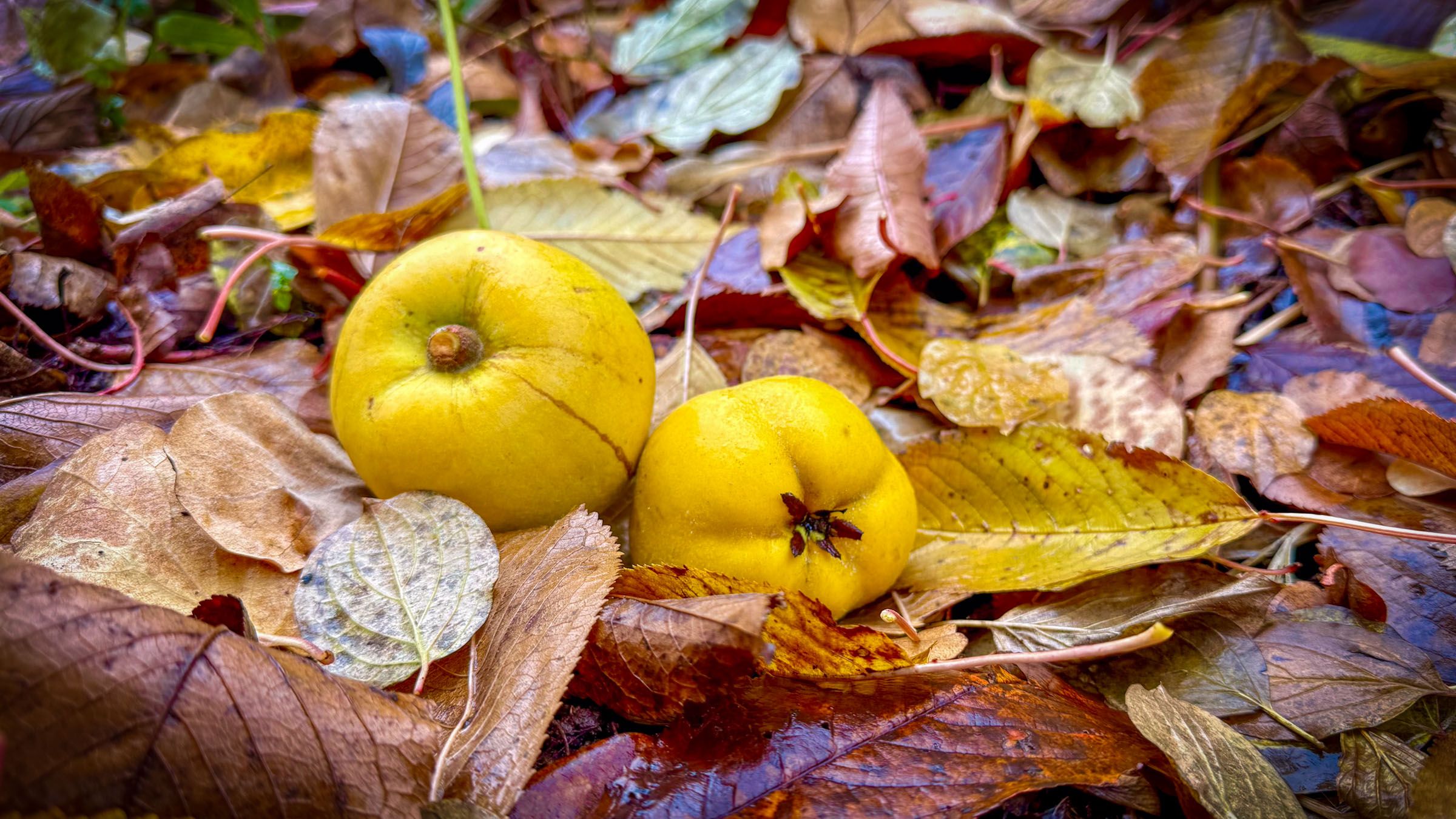Herbstlaub mit Quitten