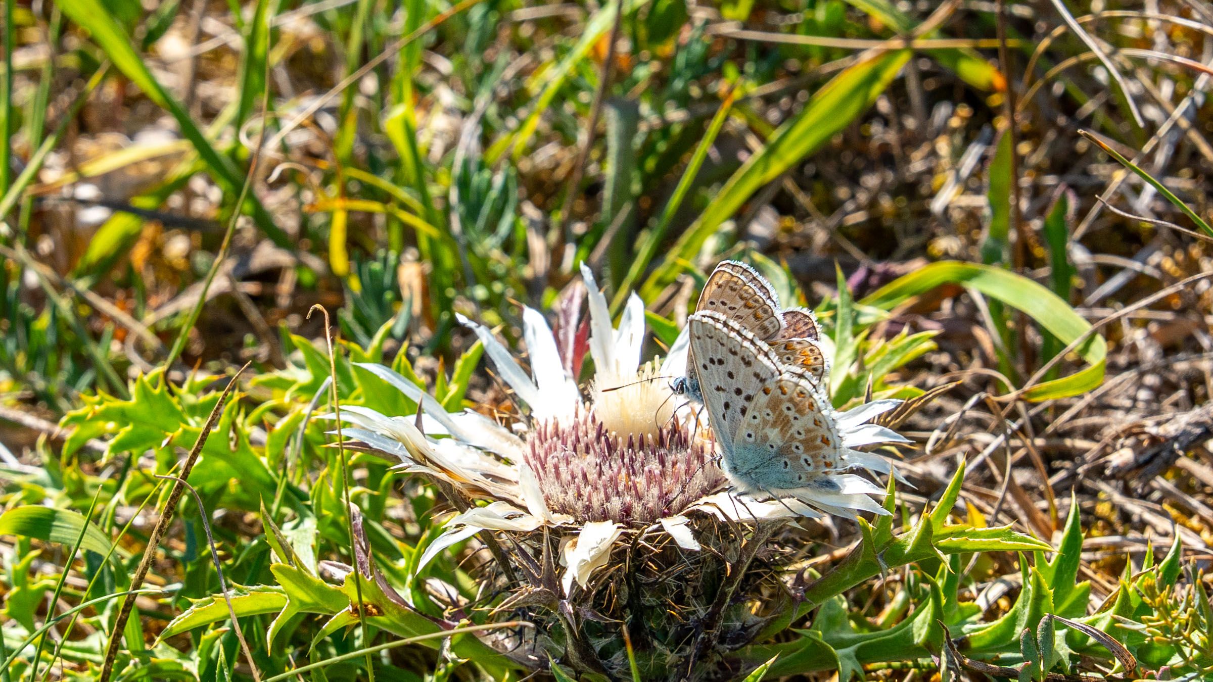 Silberdistel mit zwei Faltern "Silbergrüner Bläuling" 