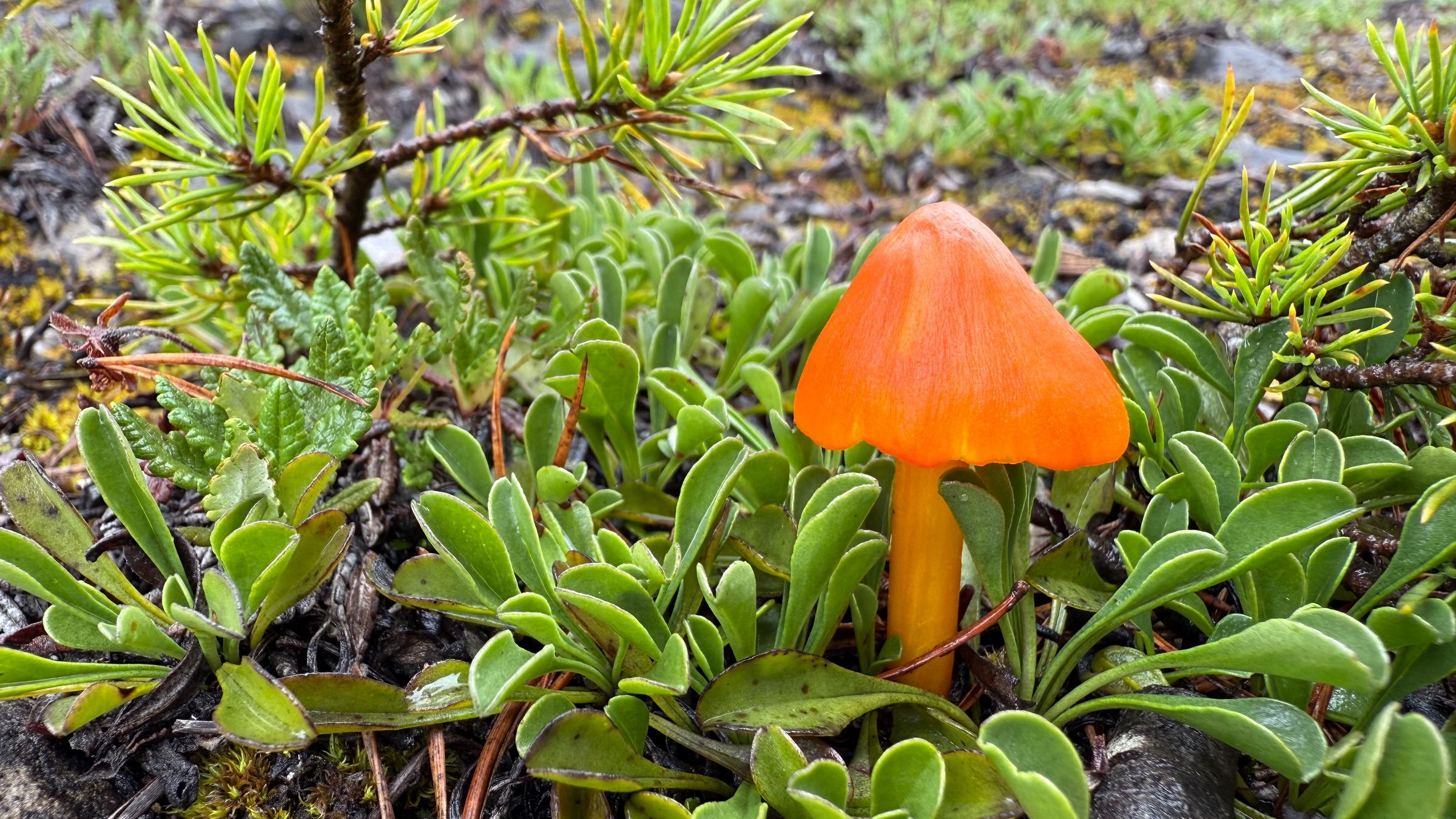 Pilz