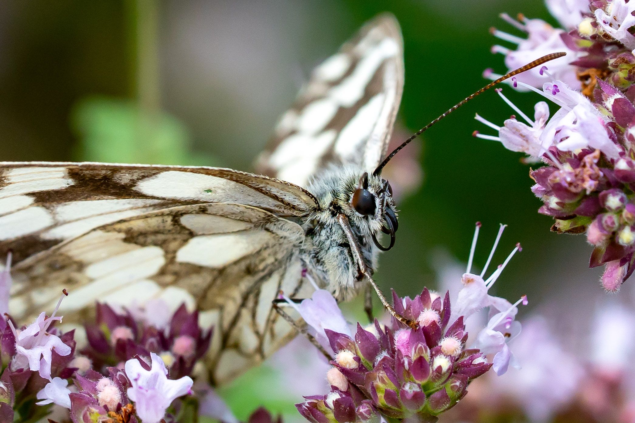 Ein Schachbrett Falter zwischen Blüten