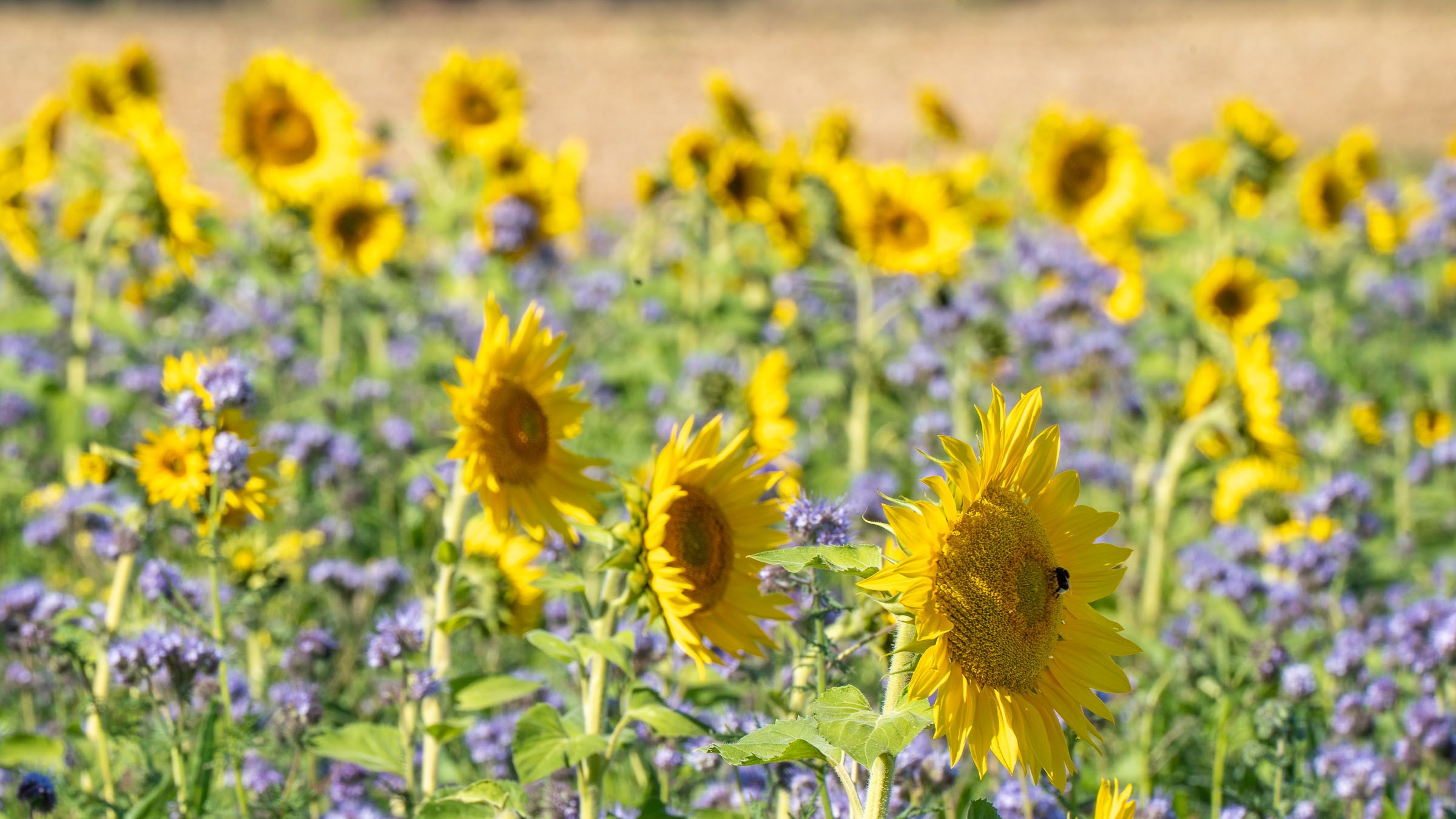 Als Zwischenfrucht werden auf Feldern oft Sonnenblumen und Phacelia angebaut.