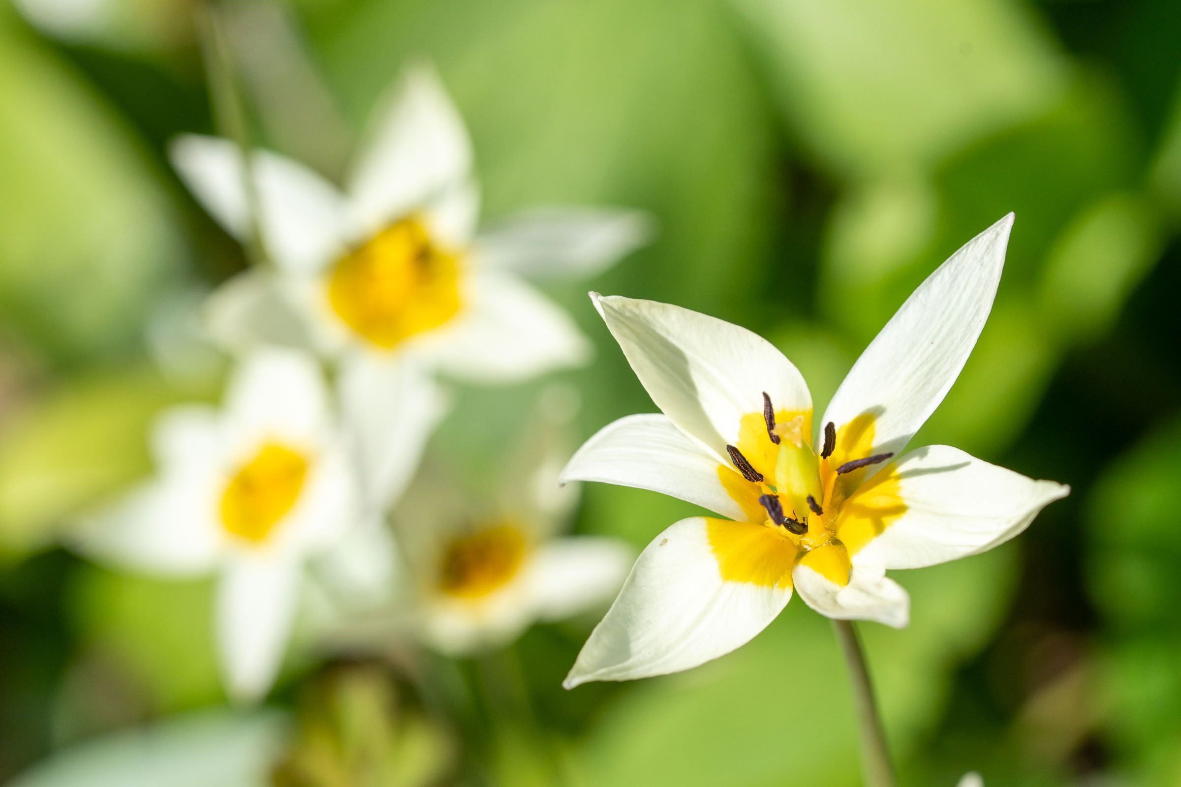 Biflora tulip - Zweiblütige Tulpe