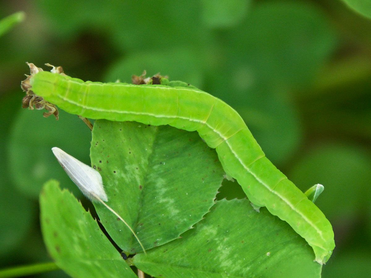 Raupe des Zackeneule | Bild: Heinrich Inkoferer Raupe des Zackeneule