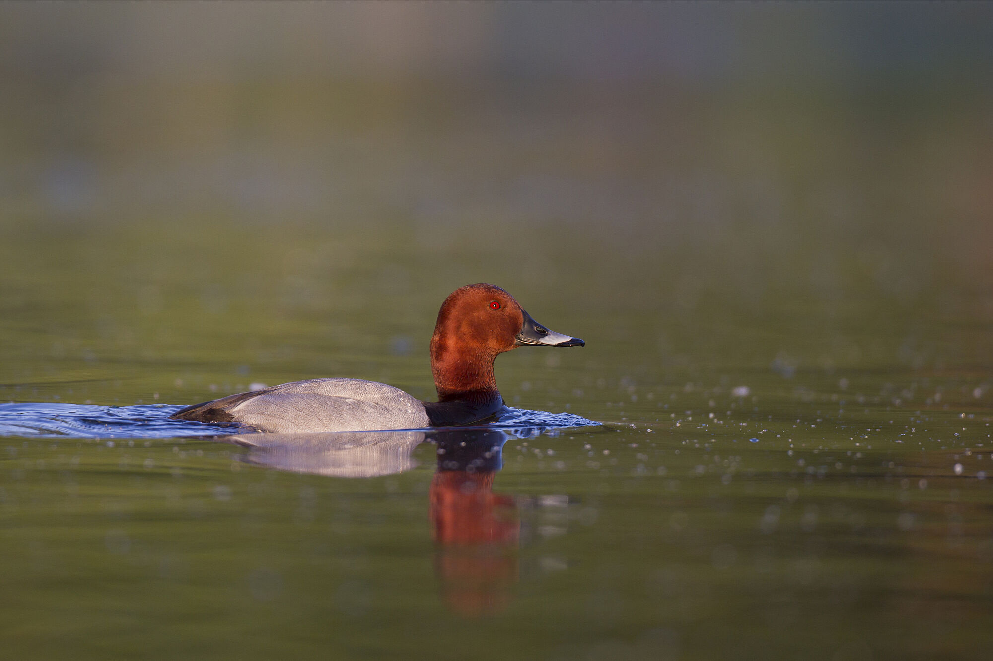 Eine Tafelente mit ihrem auffällig mittelbraunen Kopf und hervorstechenden roten Augen schwimmt von links nach rechts (Seitenansicht). Foto; Marcus Bosch