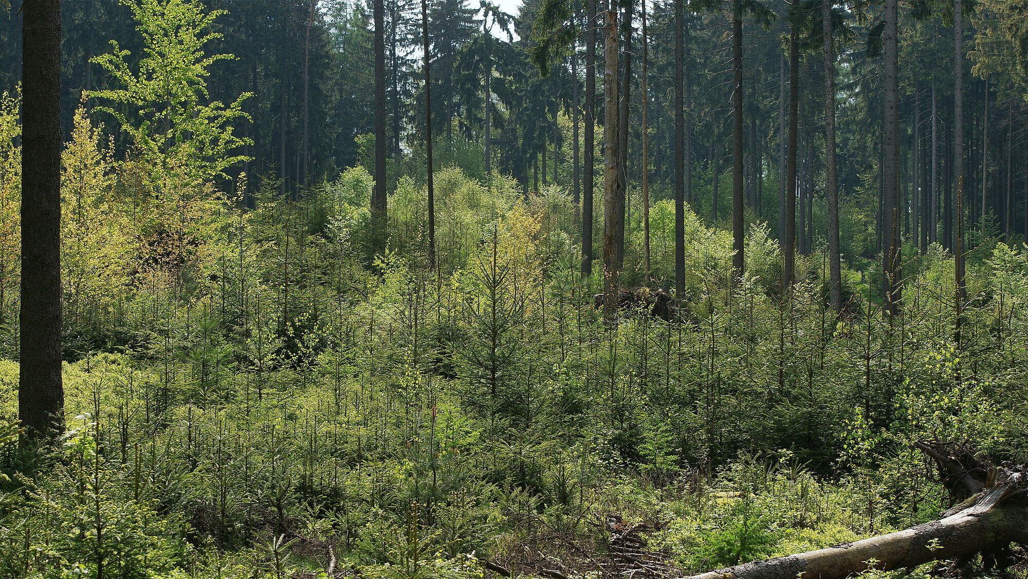 Waldumbau im Bauernwald – was kann die Jagd dazu beitragen? Foto von Wolfgang Schödel