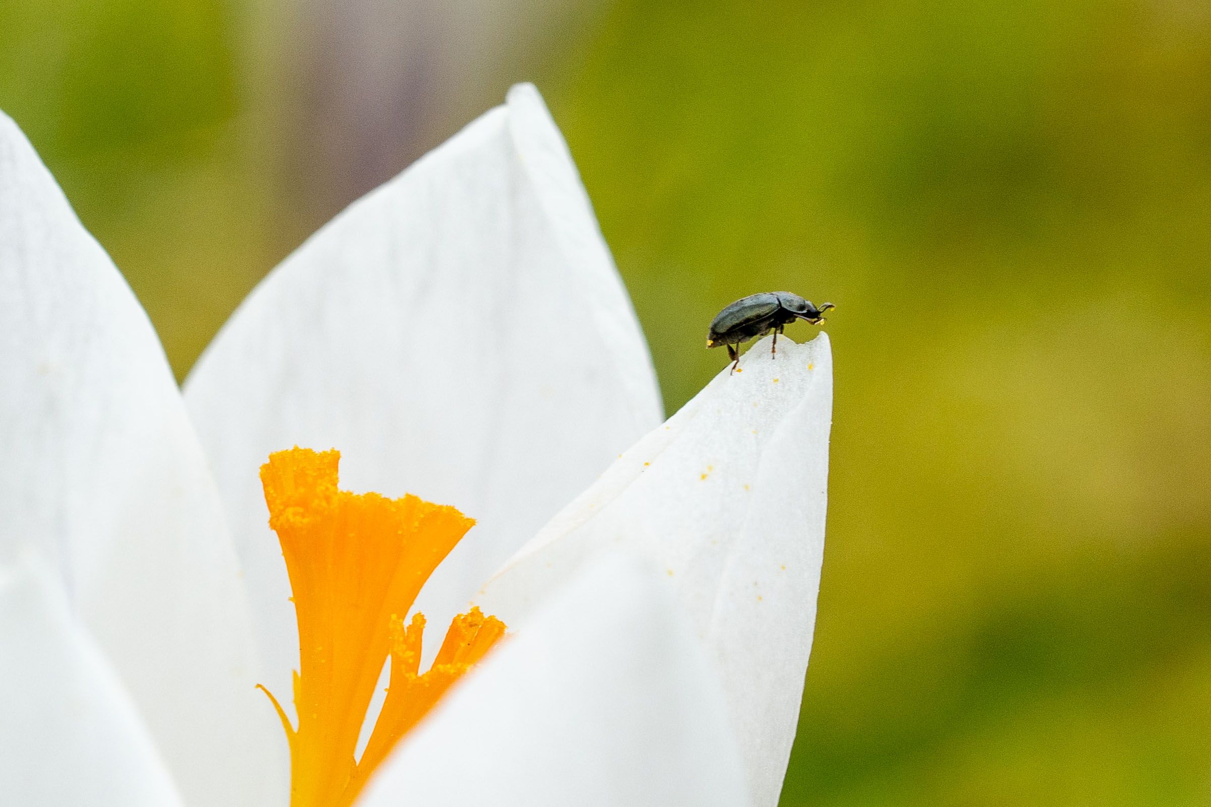 Krokus Blüte mit Käfer Makro