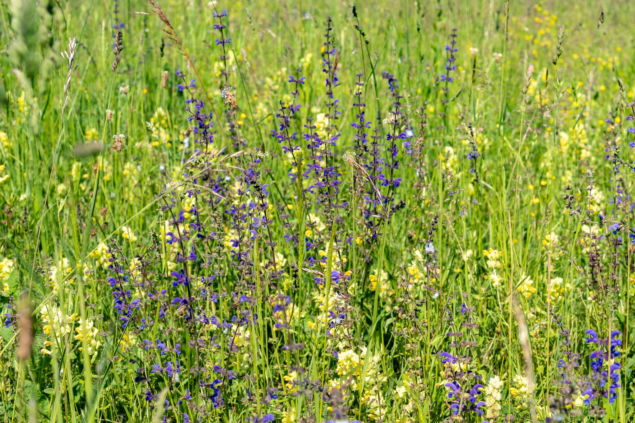 Wiese Klappertopf Wiesensalbei