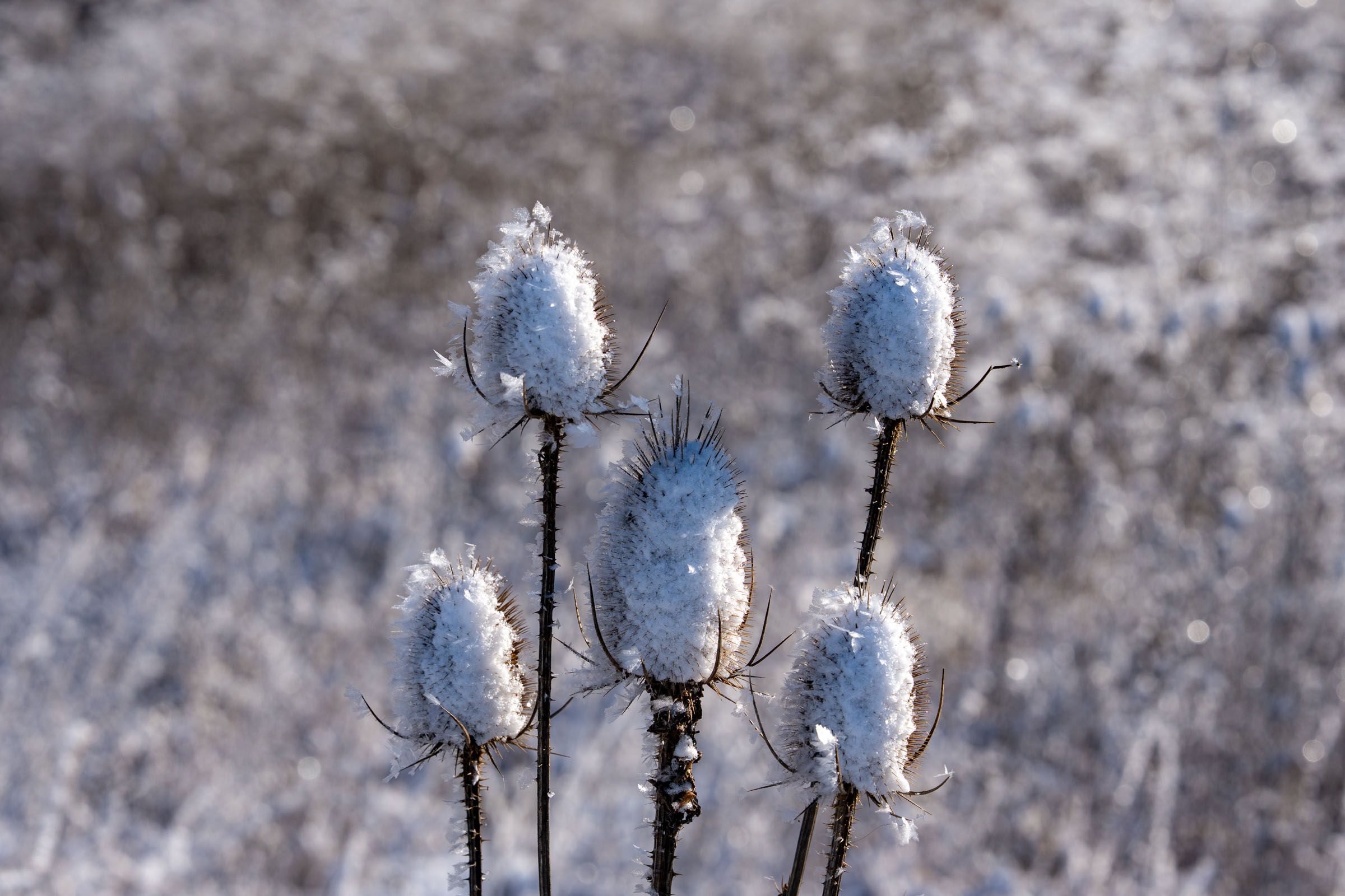 Eiskristalle auf Saamenständen der Wilden Karde 