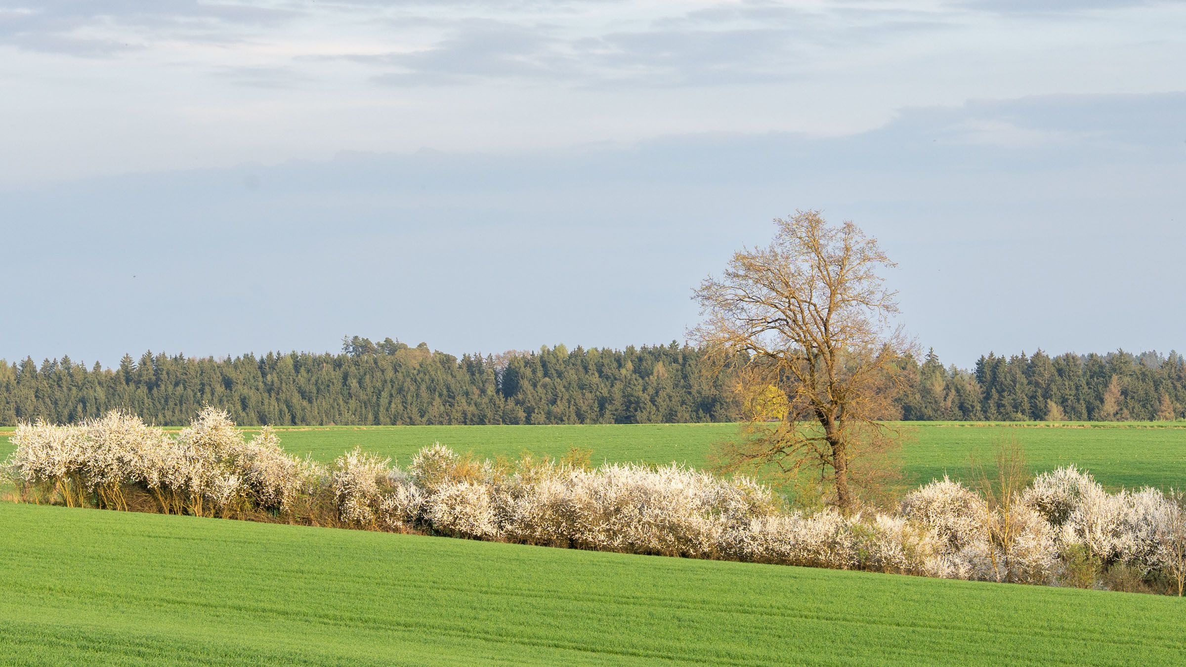 Blühende Schlehenhecke 