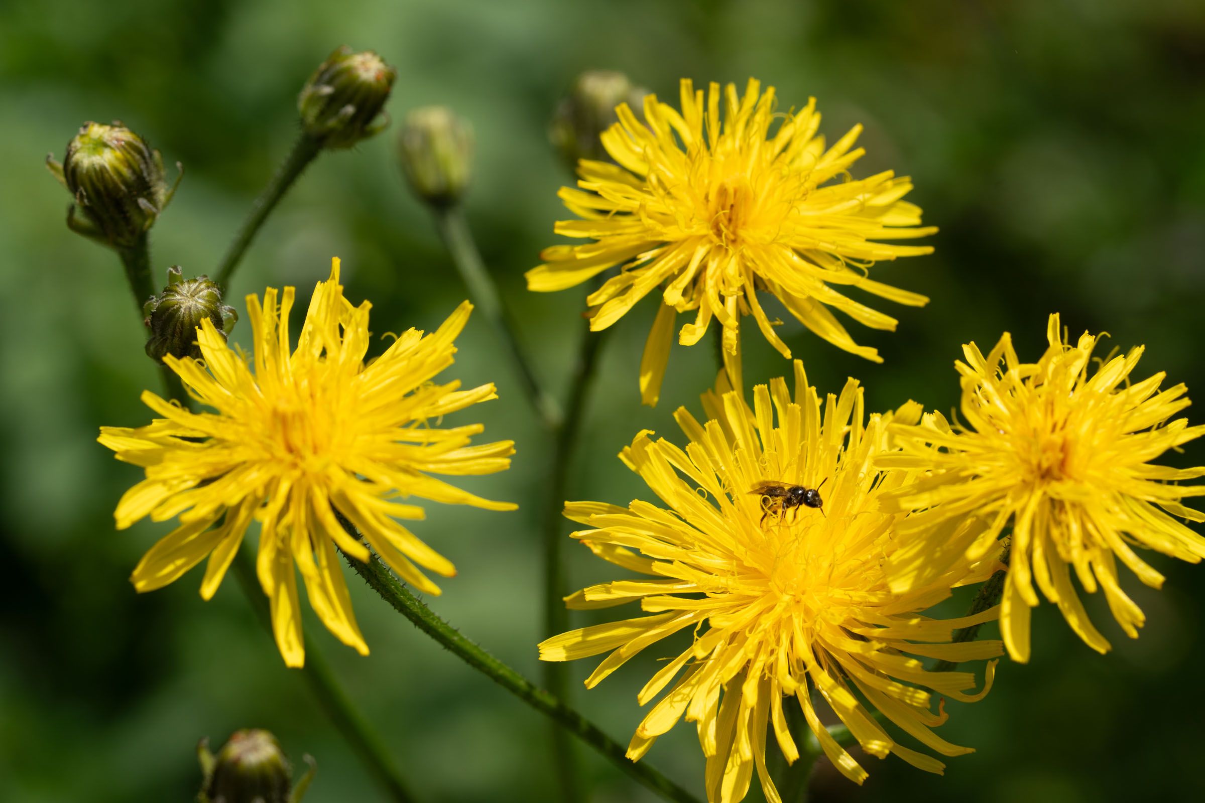Pippau und Wildbiene