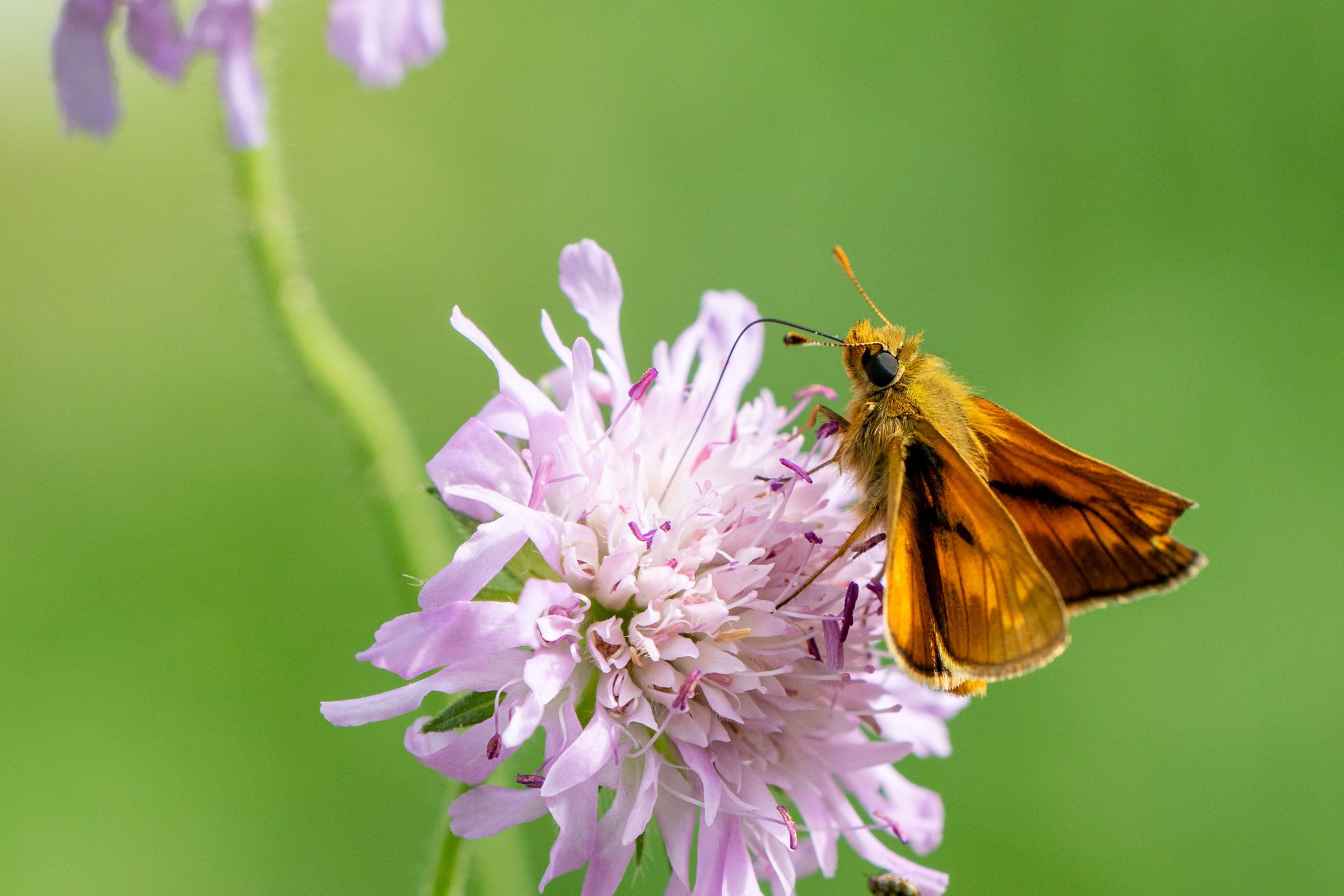 Dickkopffalter auf Scabiose
