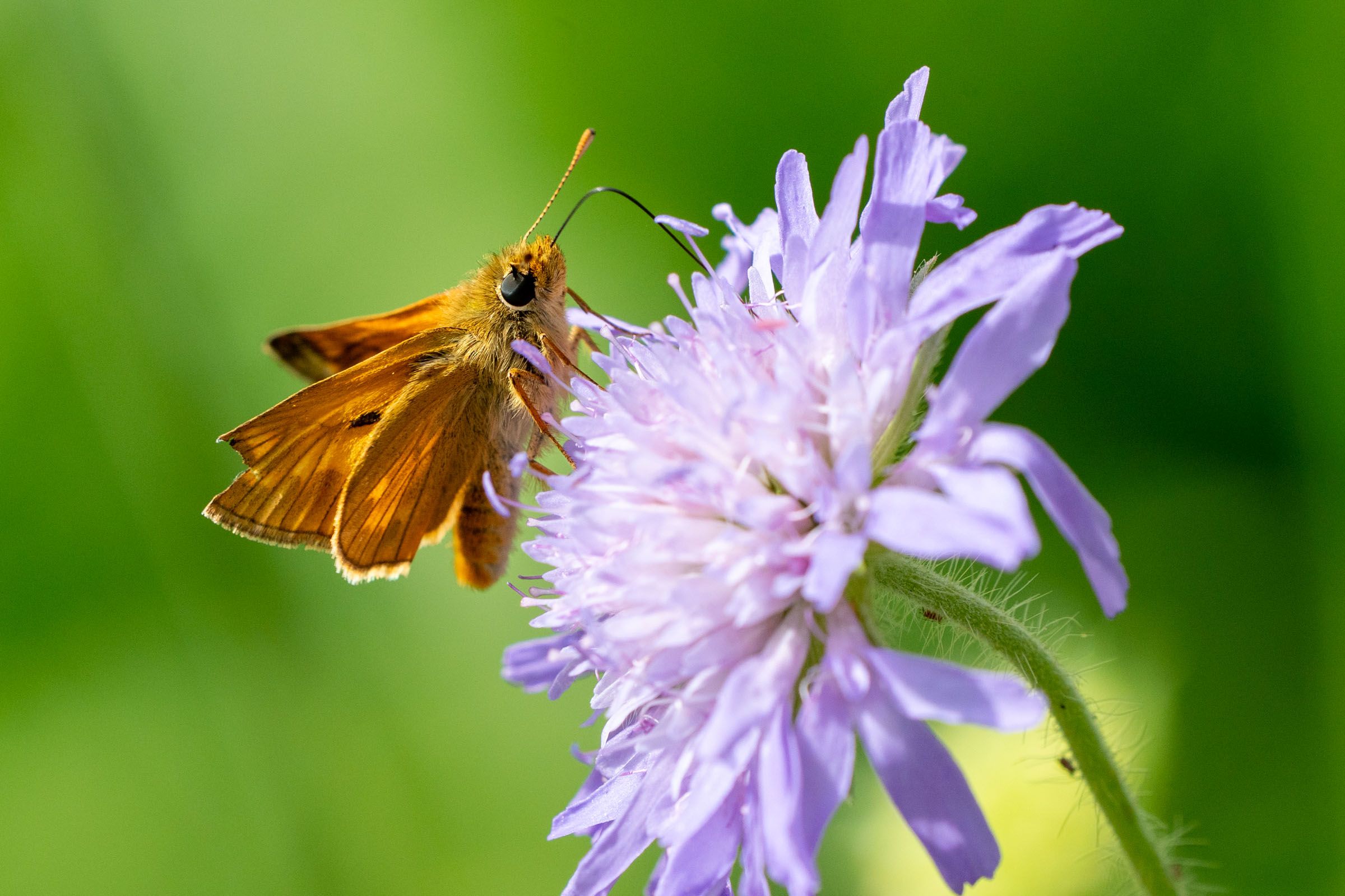 Dickkopffalter auf Scabiose