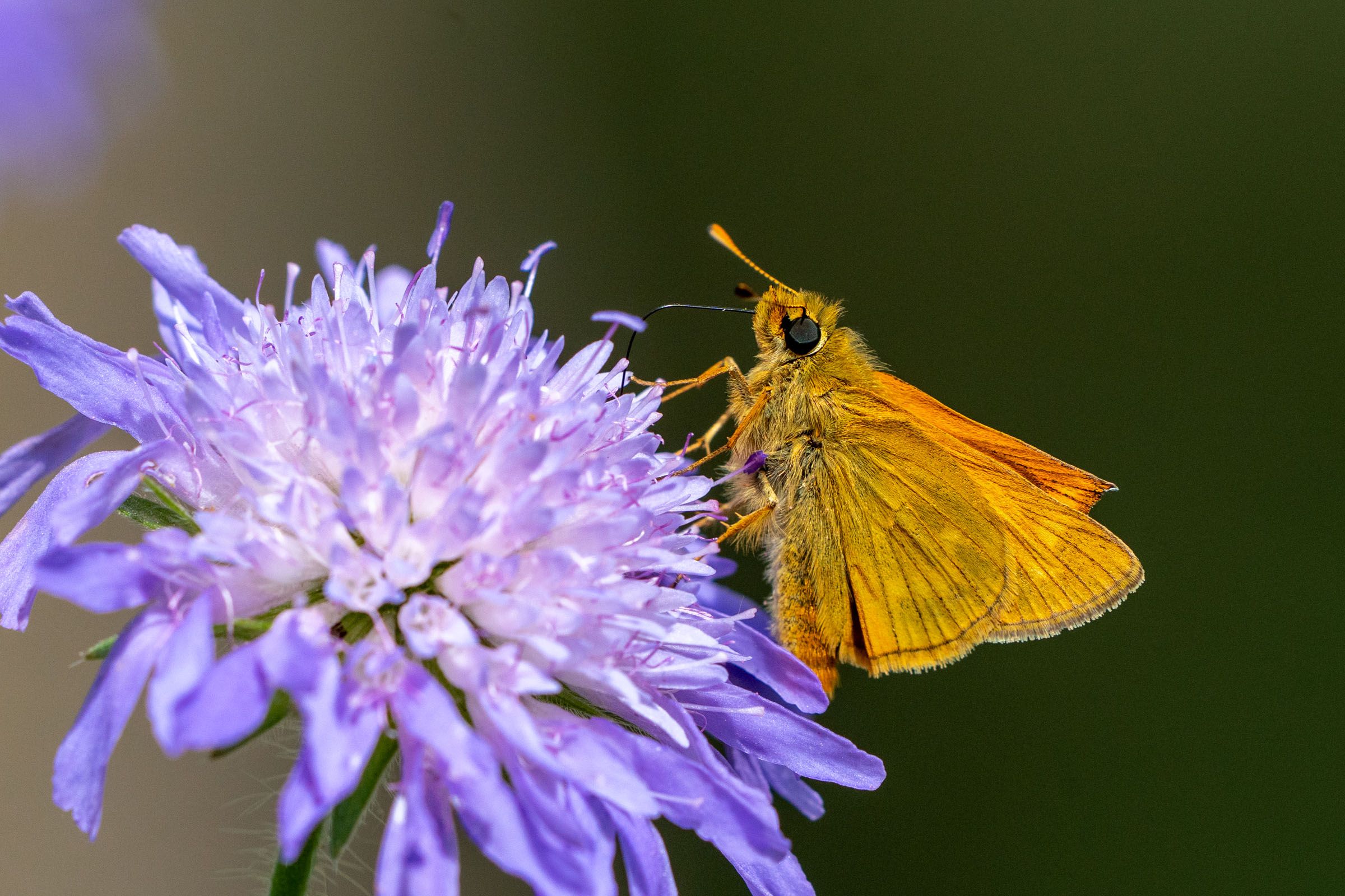 Dickkopffalter auf Scabiose
