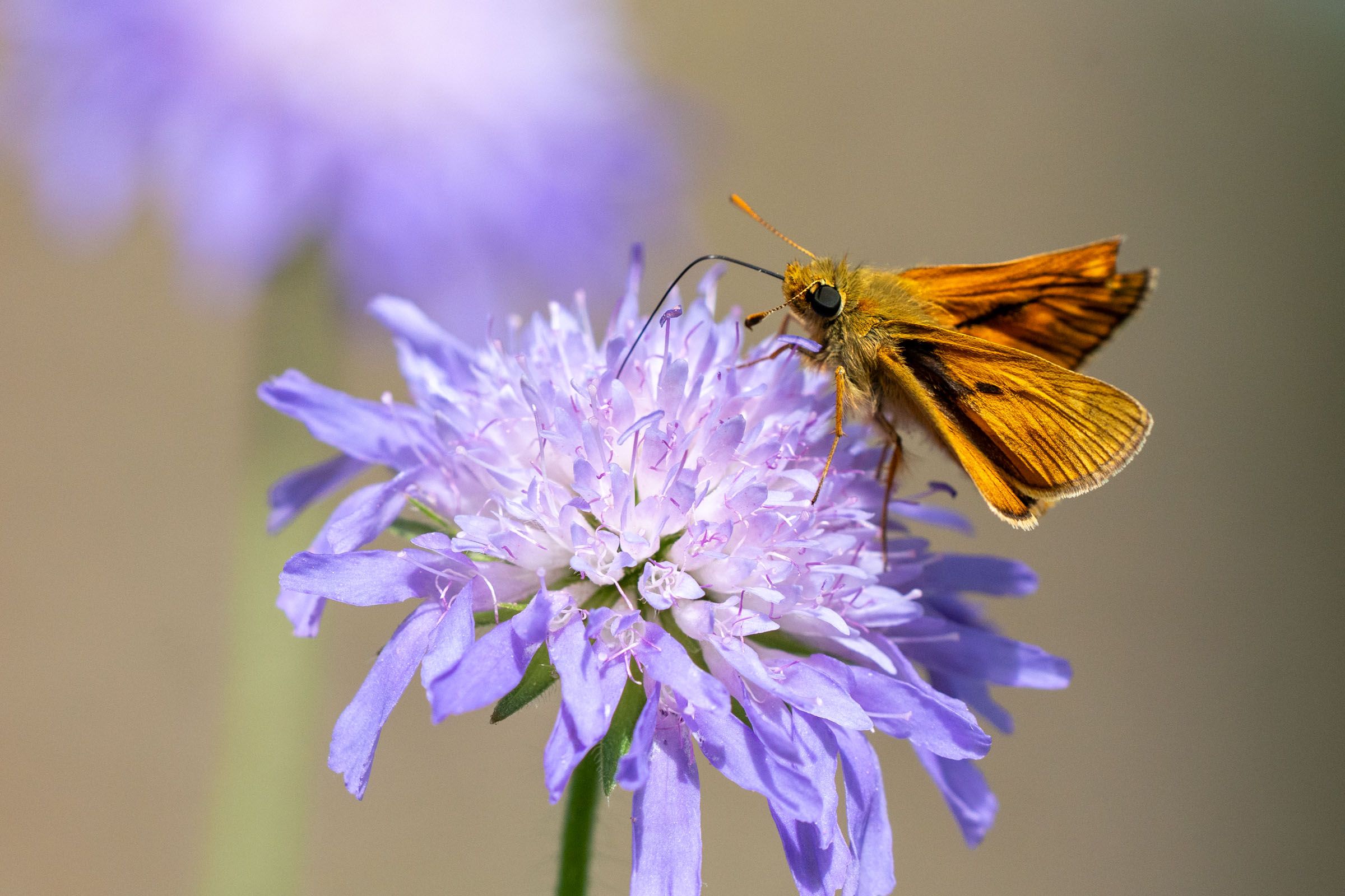 Dickkopffalter auf Scabiose