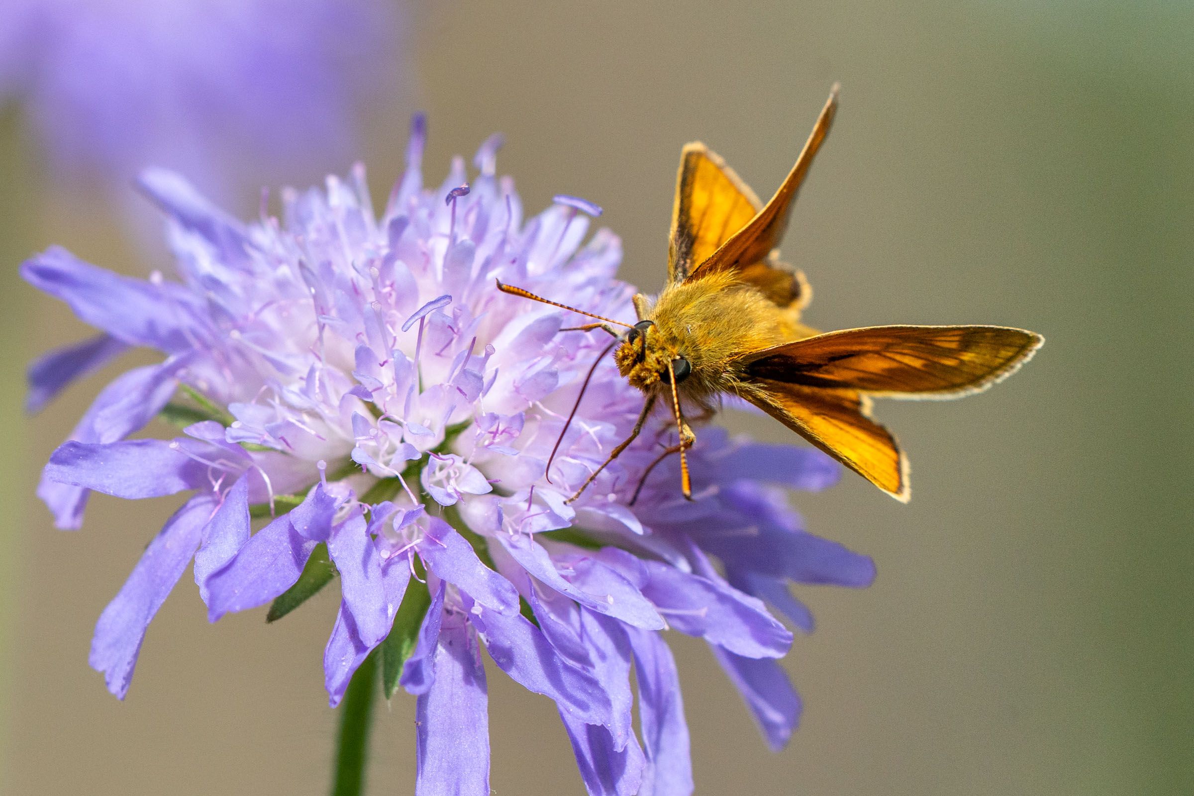 Dickkopffalter auf Scabiose