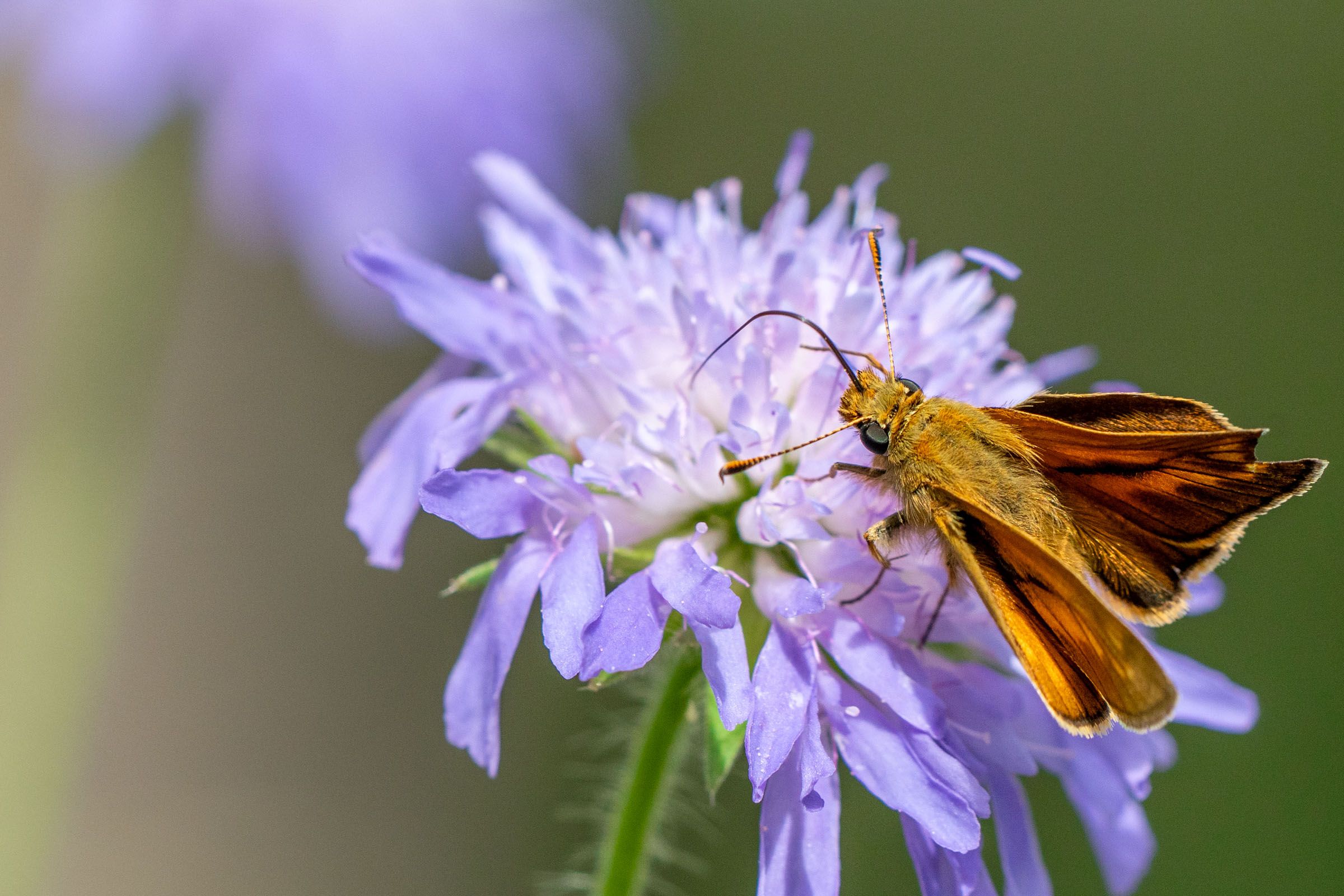 Dickkopffalter auf Scabiose