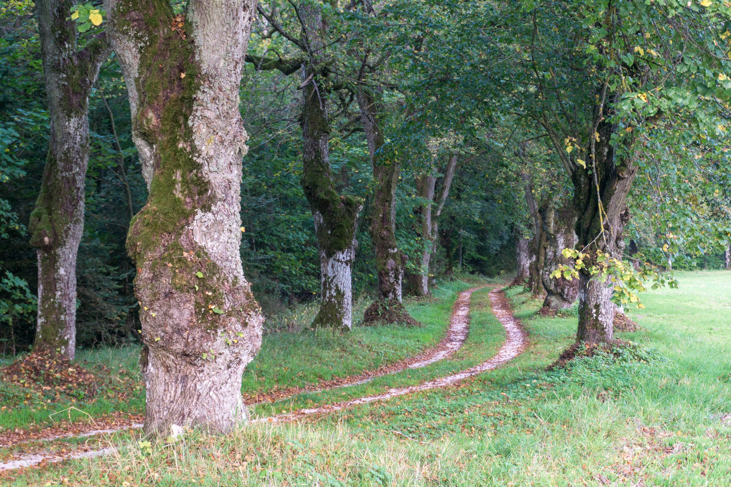 Baumallee am Feldweg