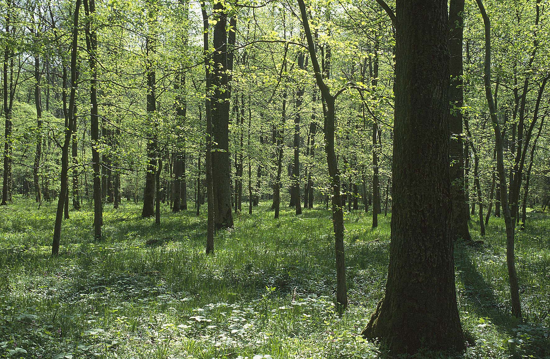 Auwald Isar