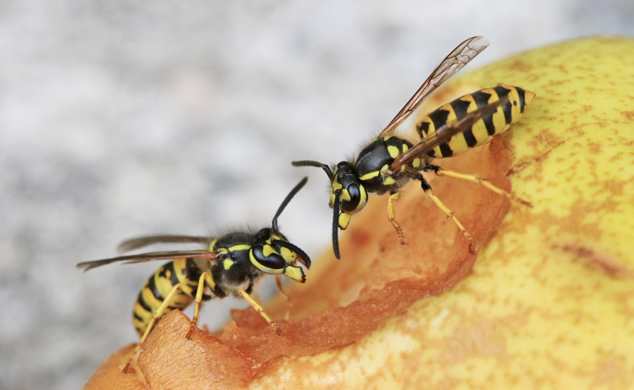 Deutsche Wespe auf Birne