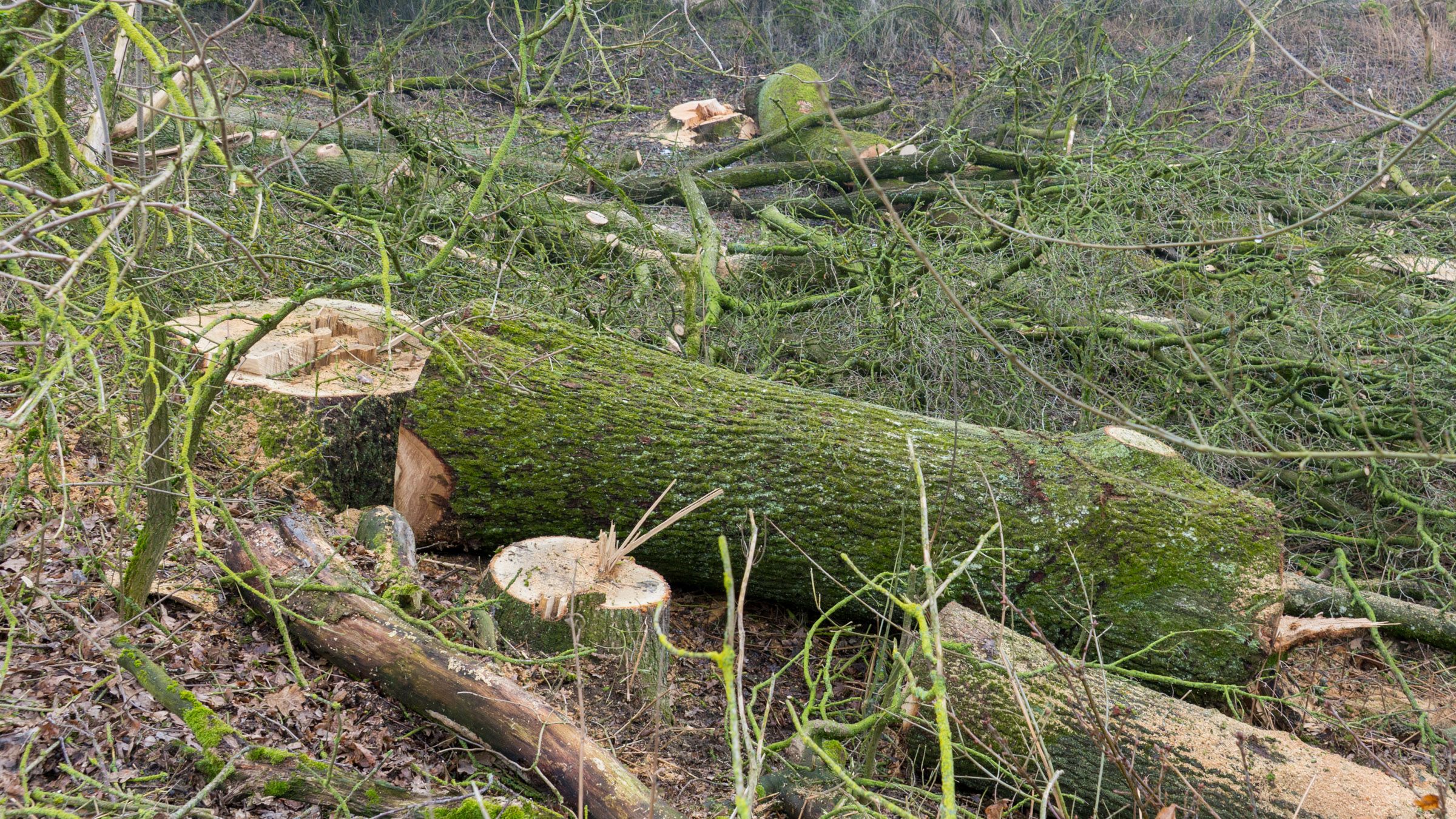 Gefällte Eichen