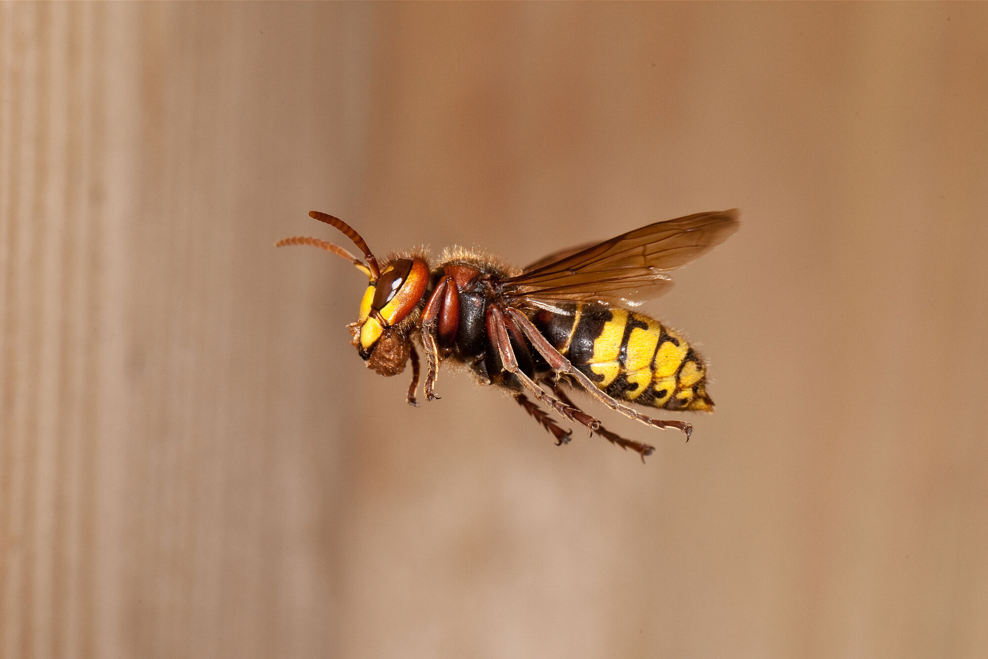 Eine Hornisse von der Seite abgebildet im Flug hält zwischen den Zangen einen kleinen Lehmbrocken