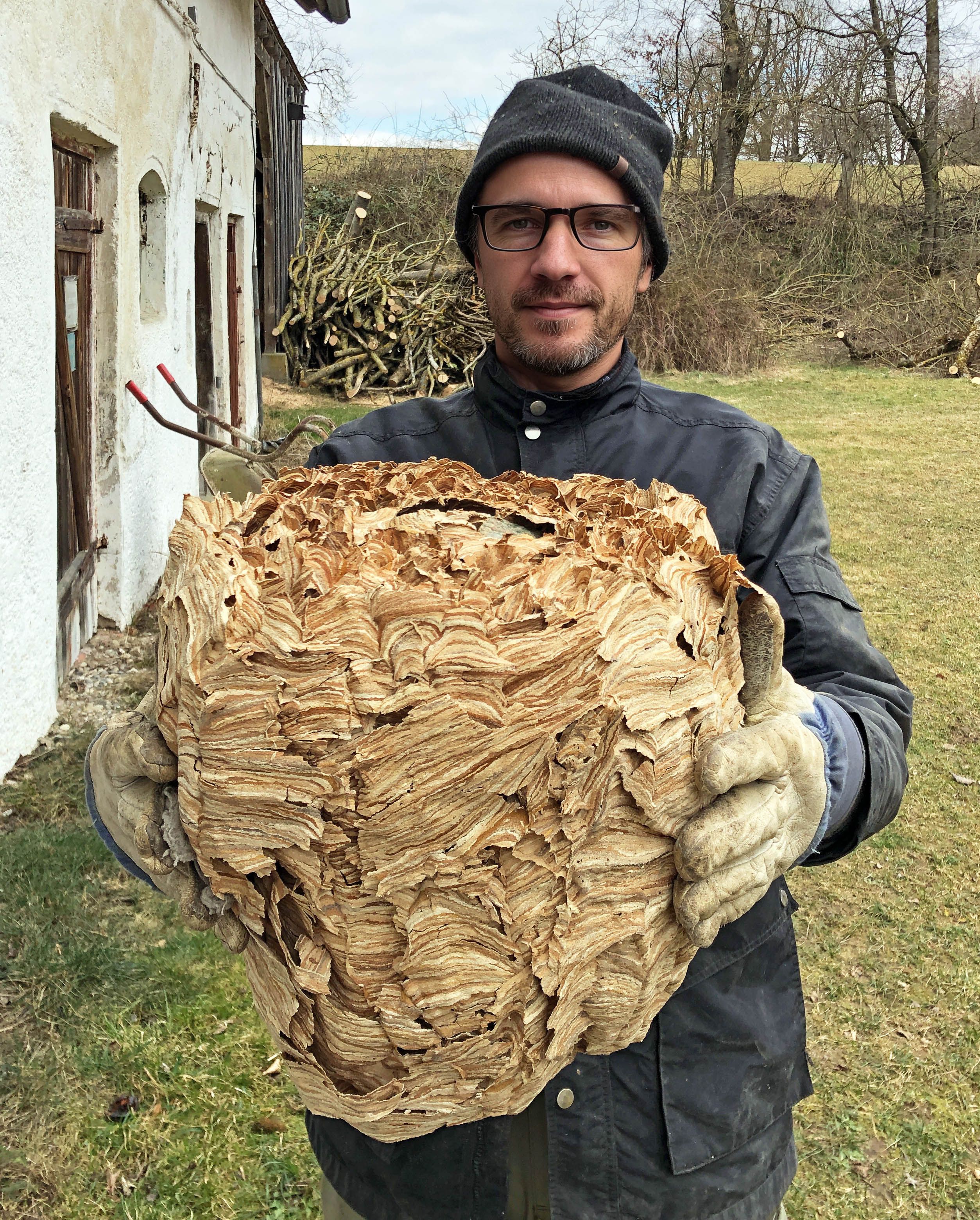 Verlassenes Hornissennest 