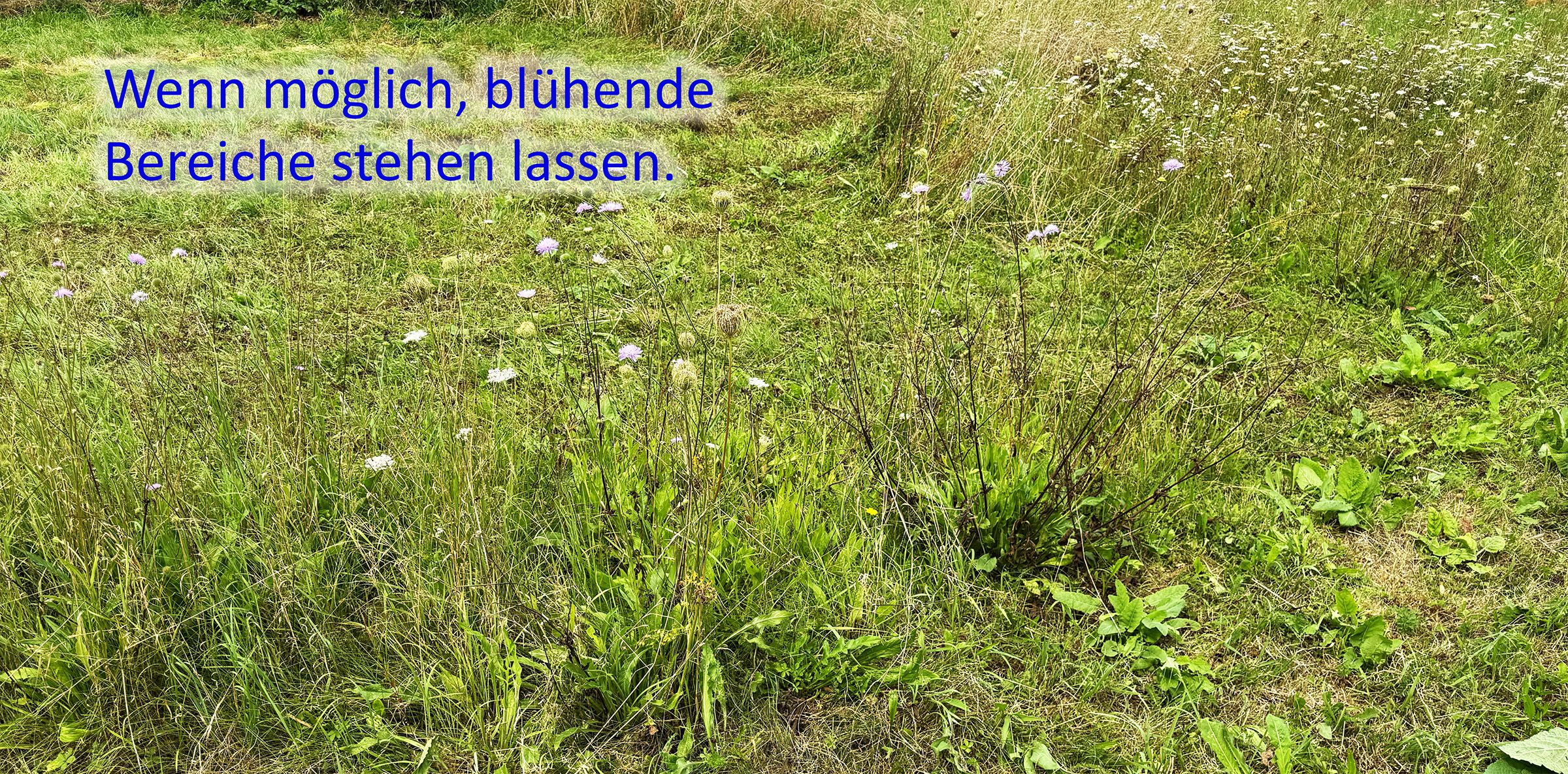 Blumenwiese Blühbereich