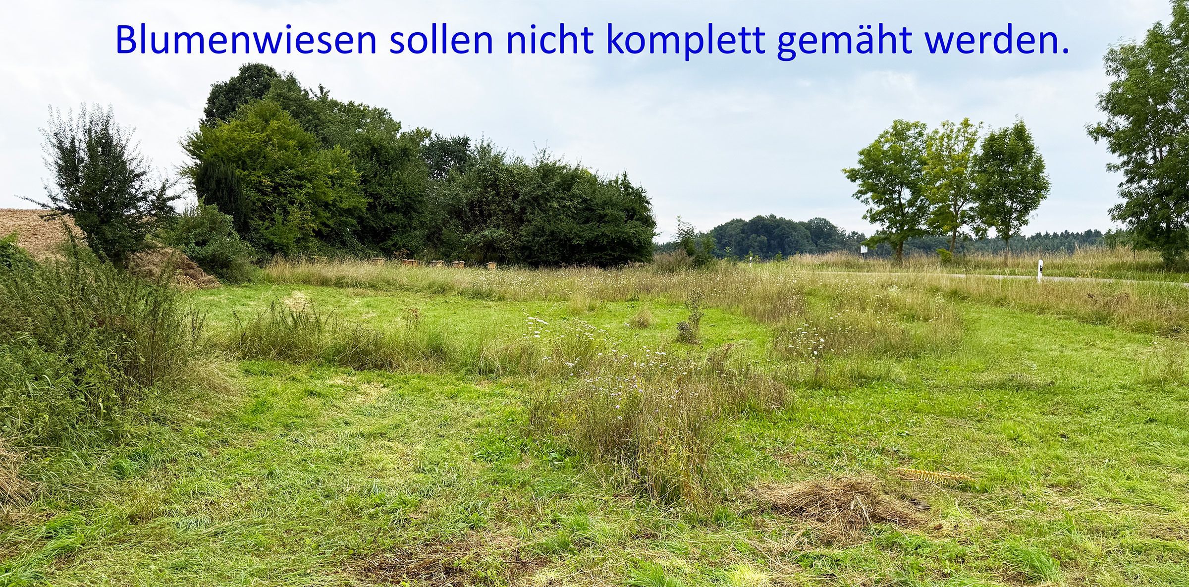 Blumenwiese Teilgemäht 