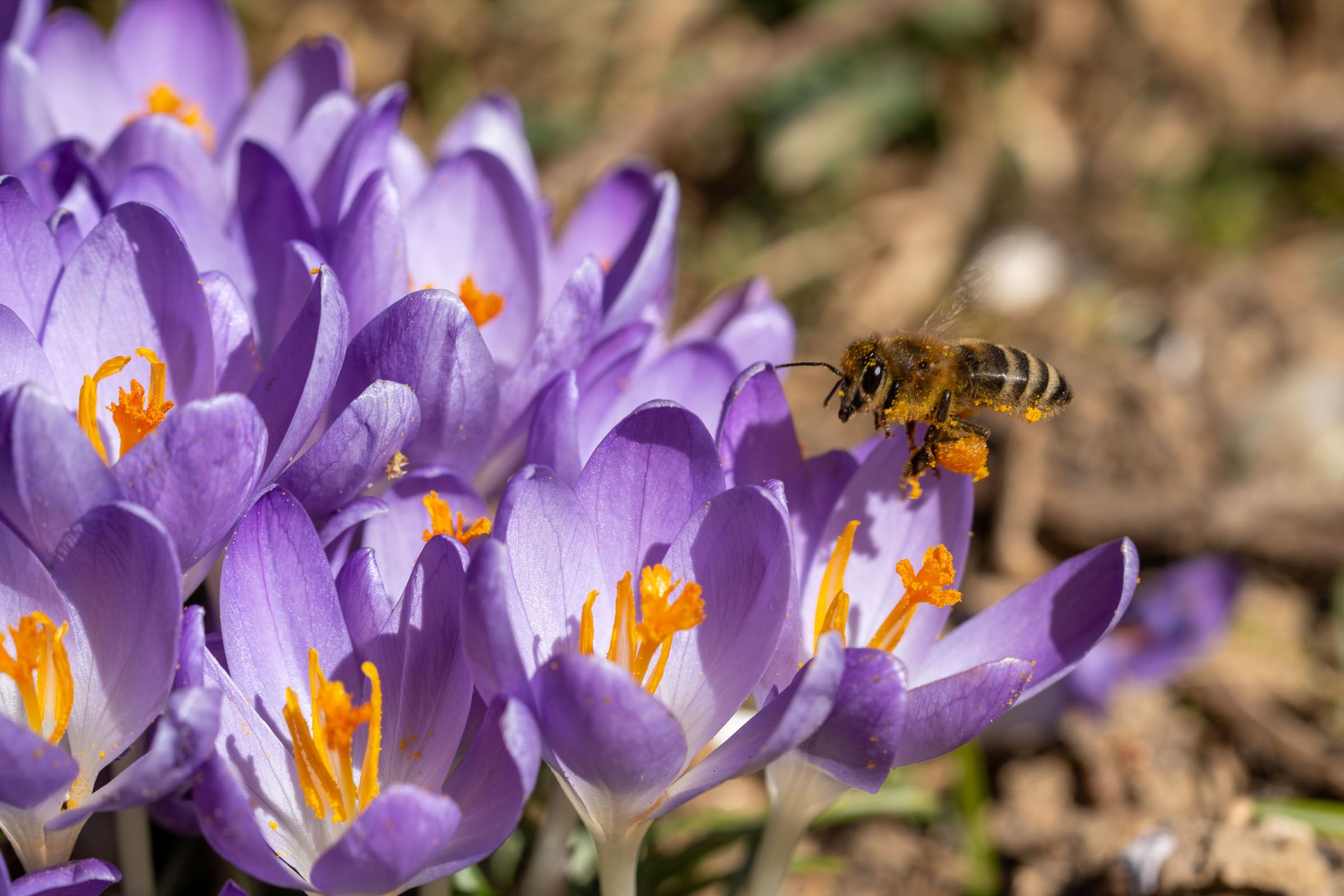 Krokus Blüte mit Biene 