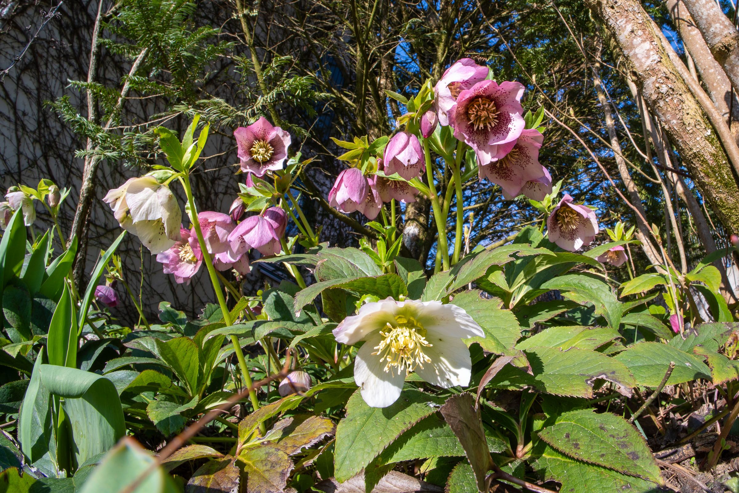 Lenzrosen (Helleborus orientalis)