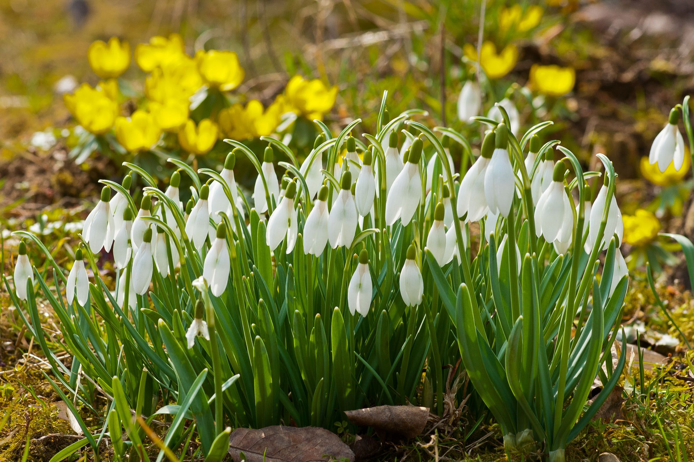 Schneeglöckchen und Winterlinge 