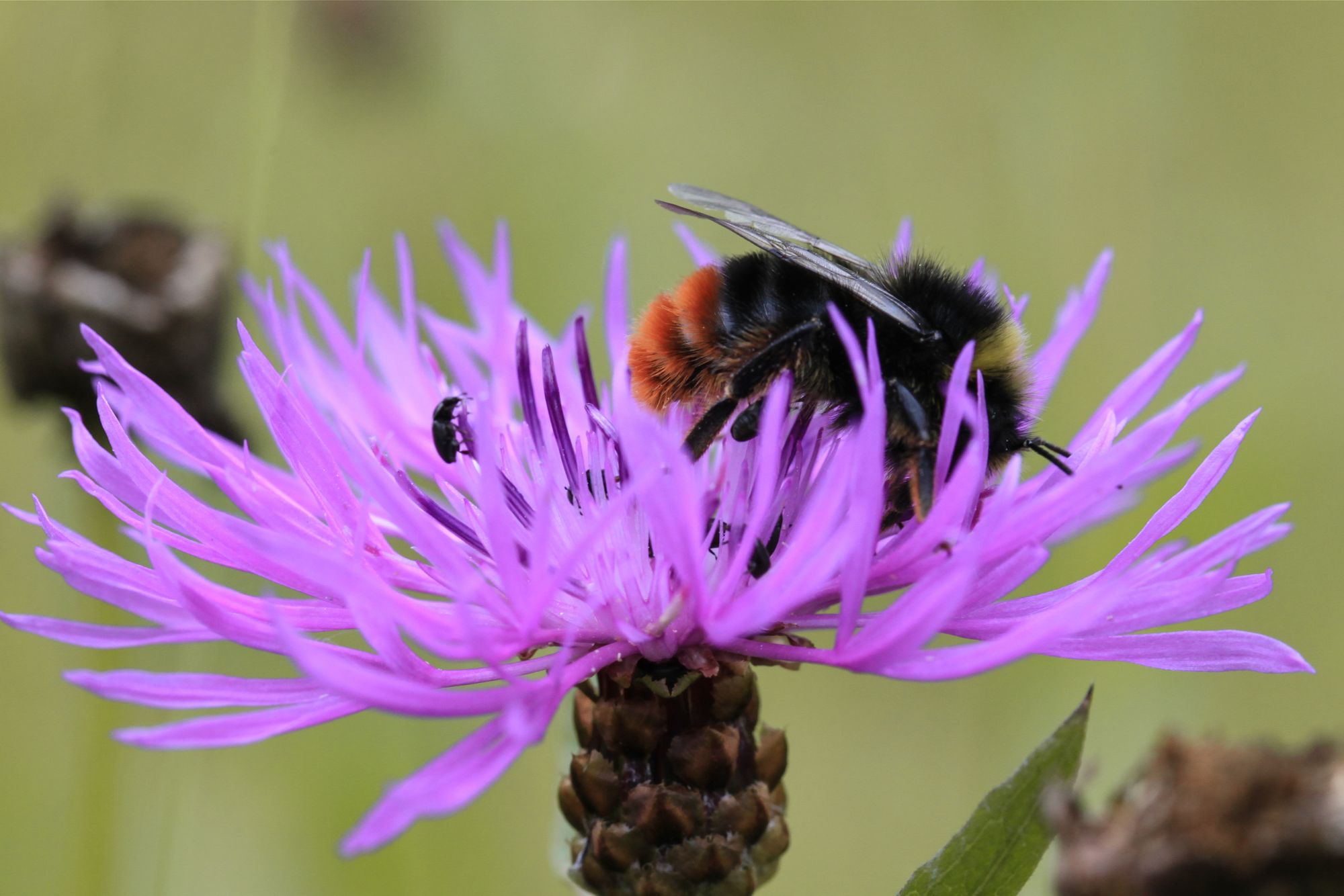 Steinhummel auf Wiesenflockenblume