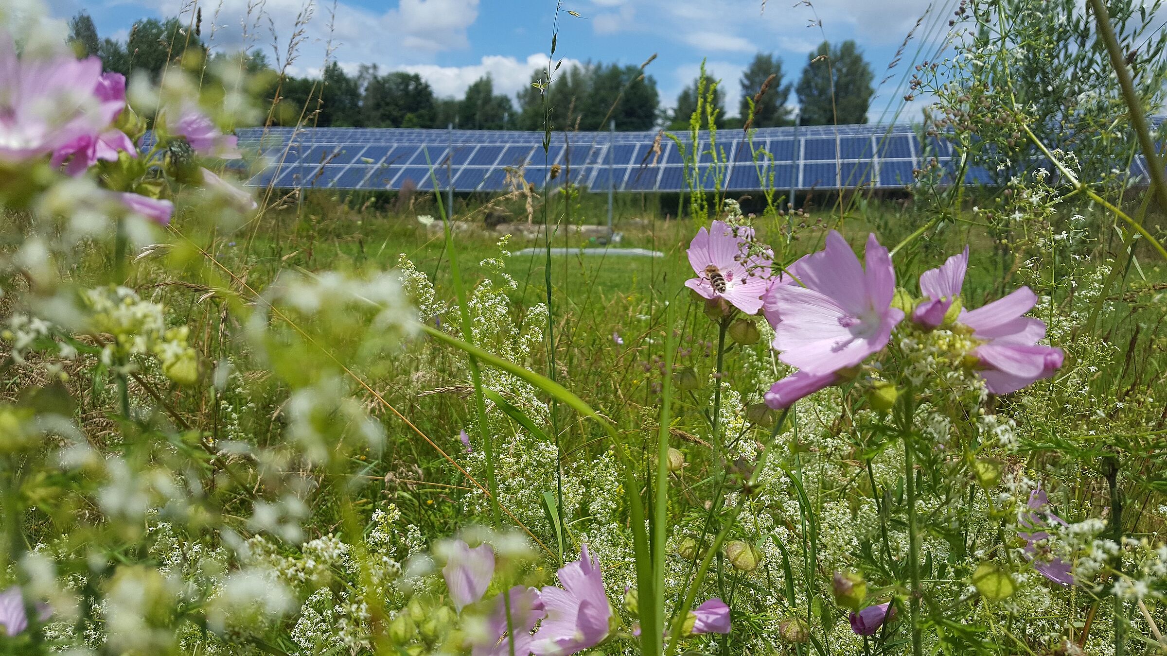Solarfeld Oberndorf. Foto: Andreas Engl