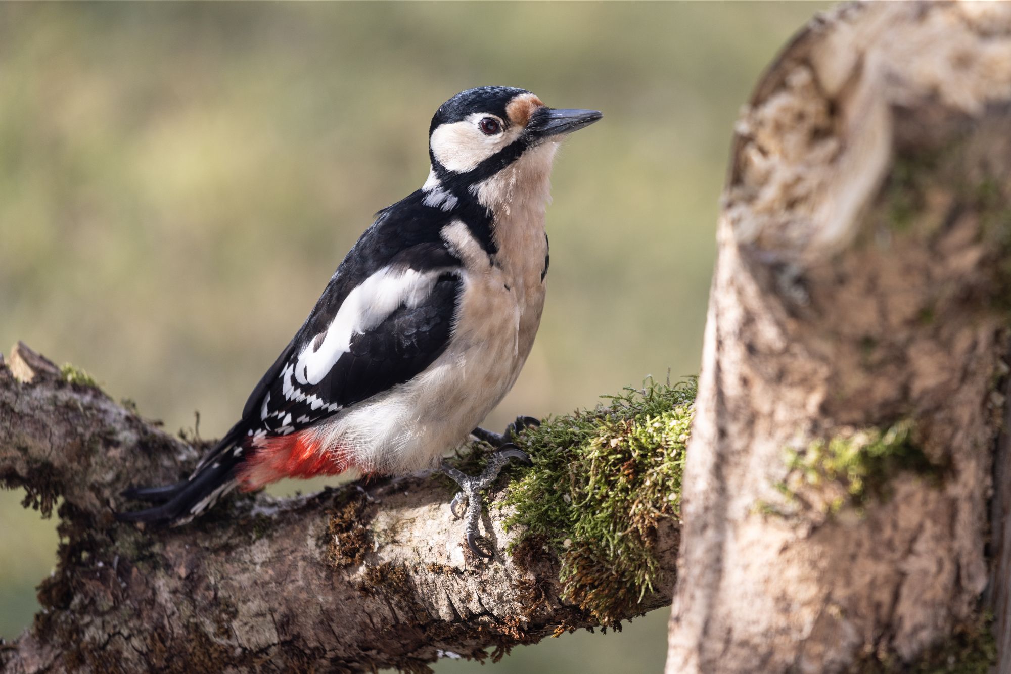 Buntspecht. Foto: Johannes Selmansberger