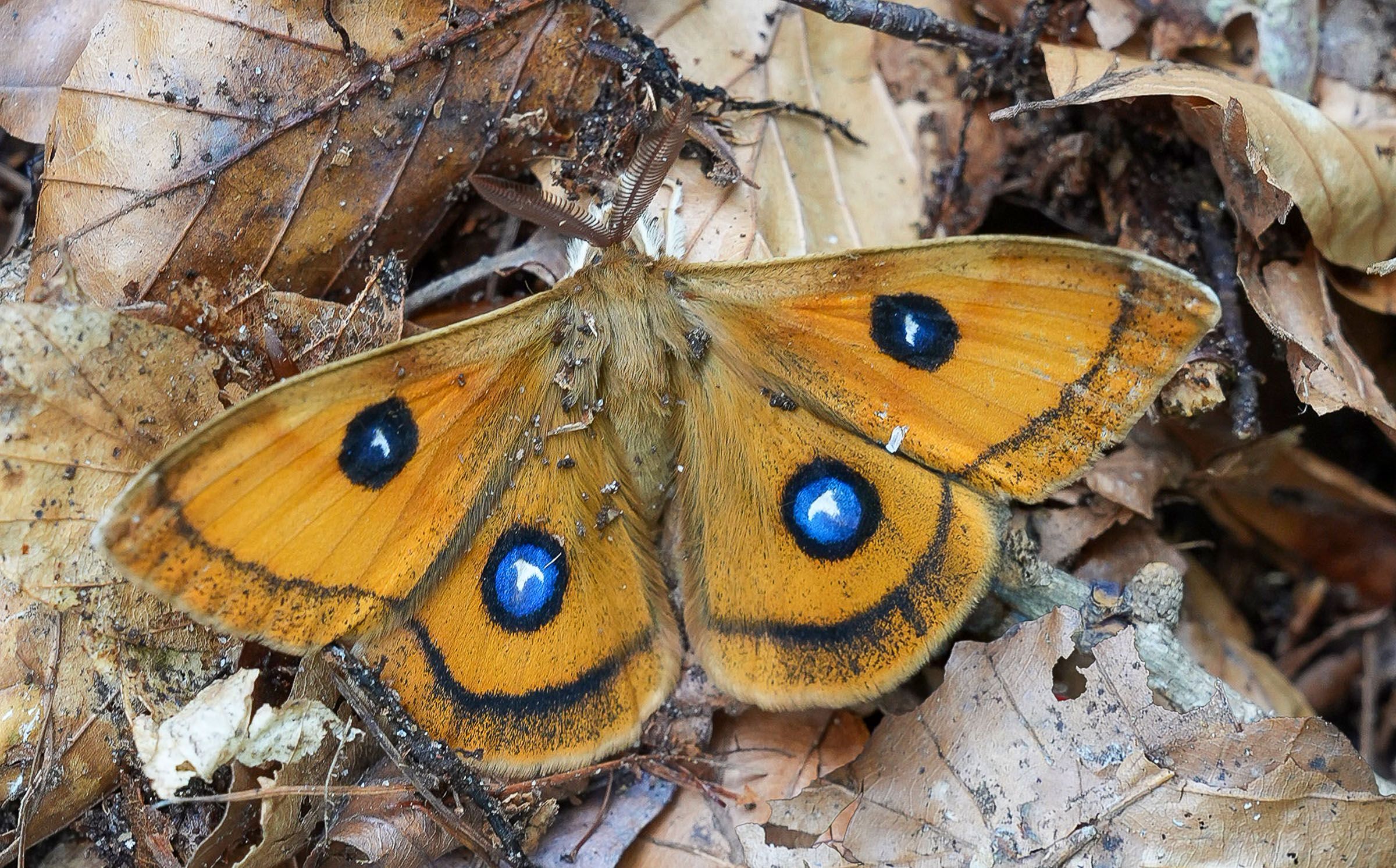 Nagelfleck Mänchen am Waldboden | Bild: Heinrich Inkoferer Falter Nagelfleck Mänchen am Waldboden