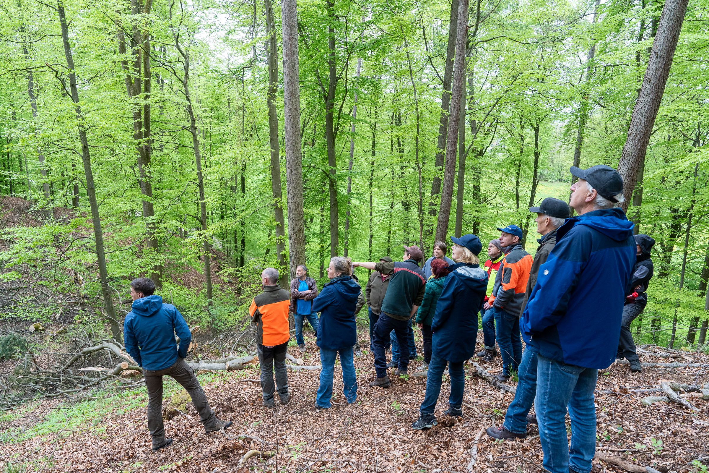 Buchenwaldbestand in der Isarhangleite | Bild: Heinrich Inkoferer Gruppe Steht im Buchenwald