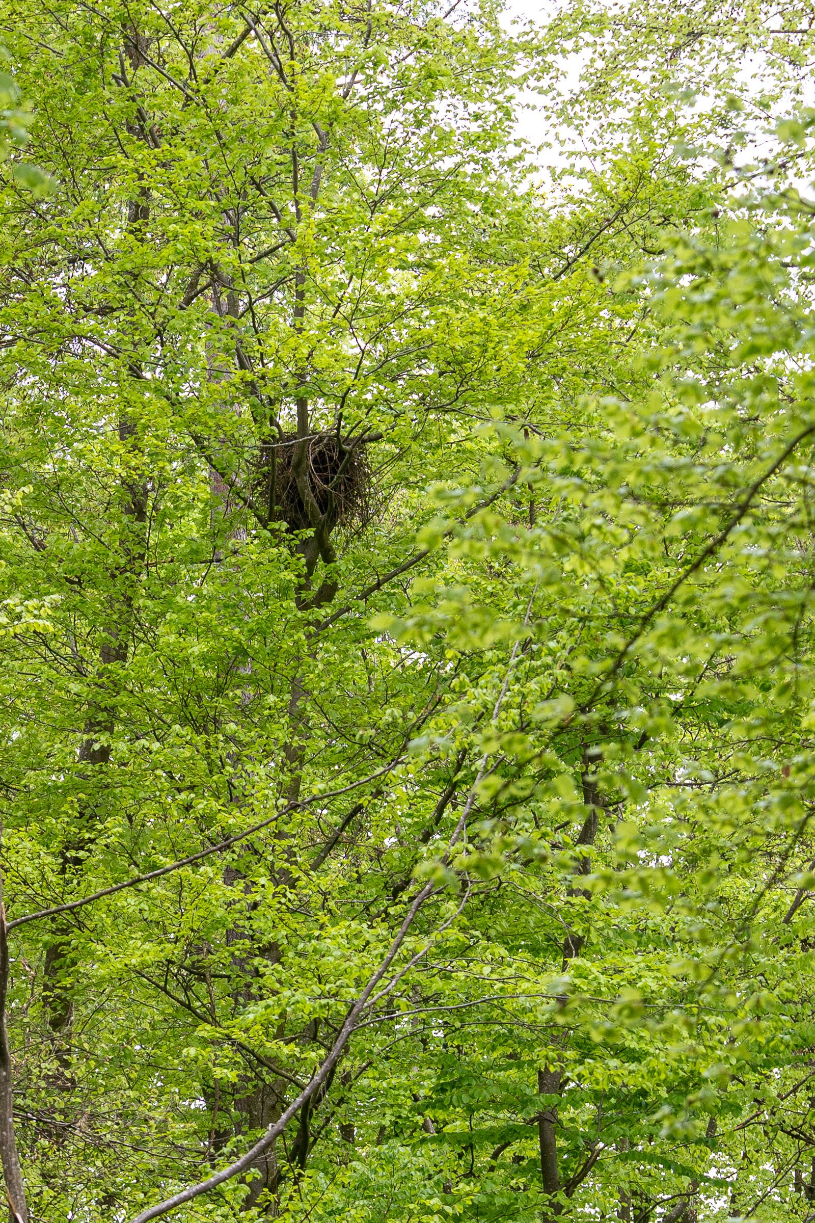 Greifvogel Horst in einer Baumkrone | Bild: Heinrich Inkoferer Greifvogel Horst in einer Baumkrone
