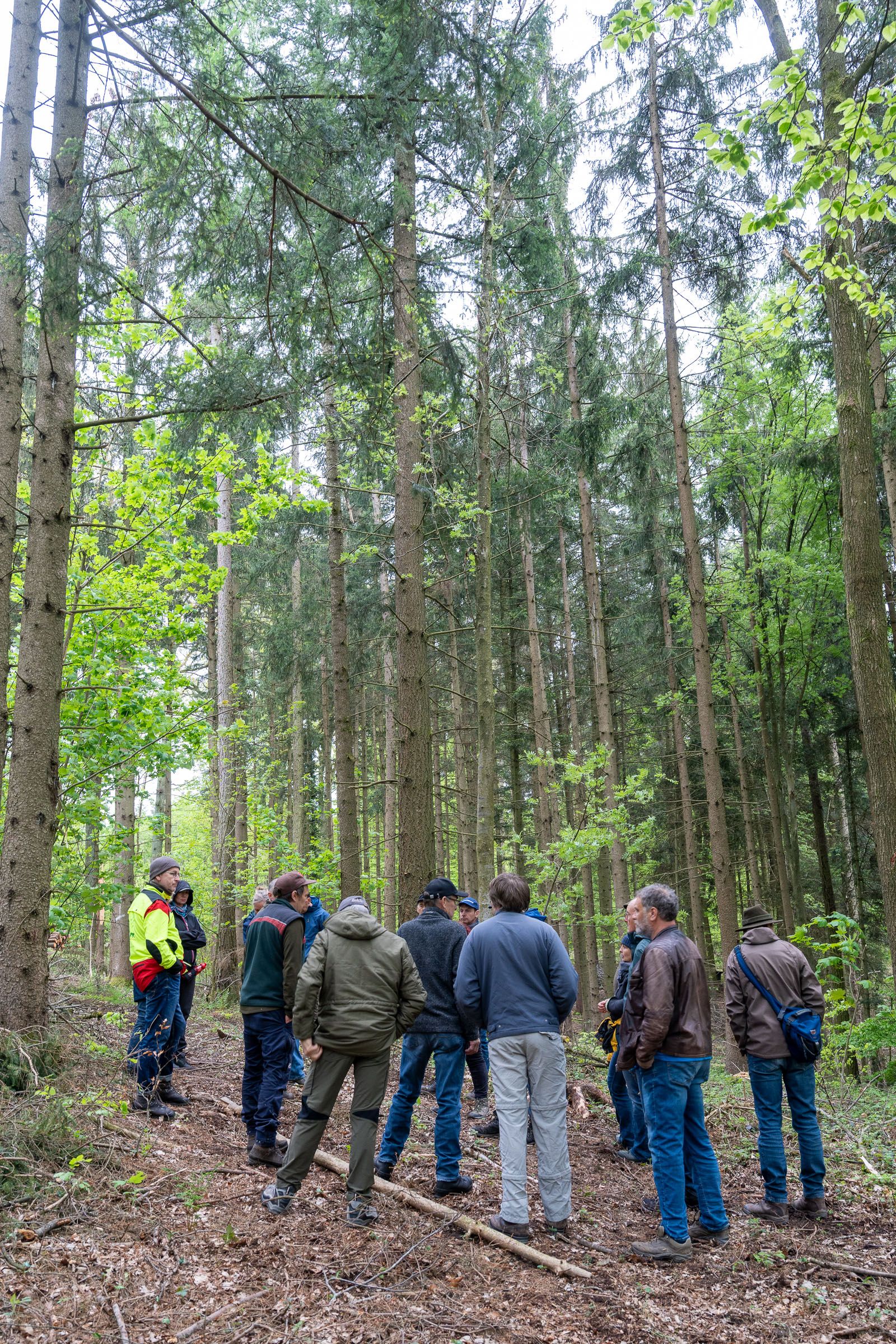 Fichten finden sich auf Flachen gelände ein | Bild: Heinrich Inkoferer Fichtenwald im flachen Teilen der Isarhangleite