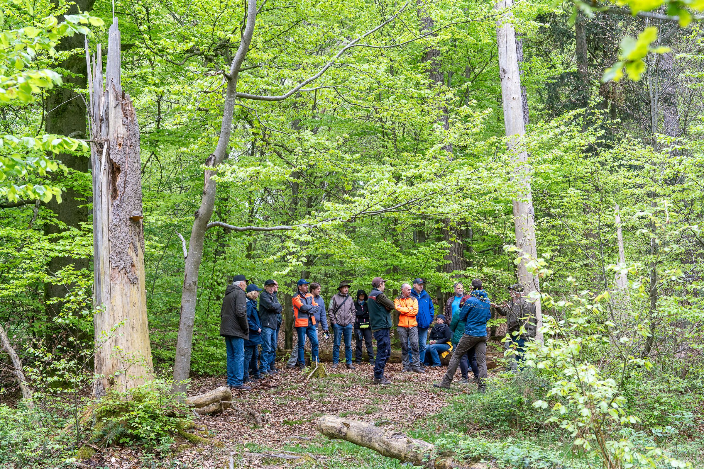 Unbewirtschafteter Wald | Bild: Heinrich Inkoferer Unbewirtschafteter Wald