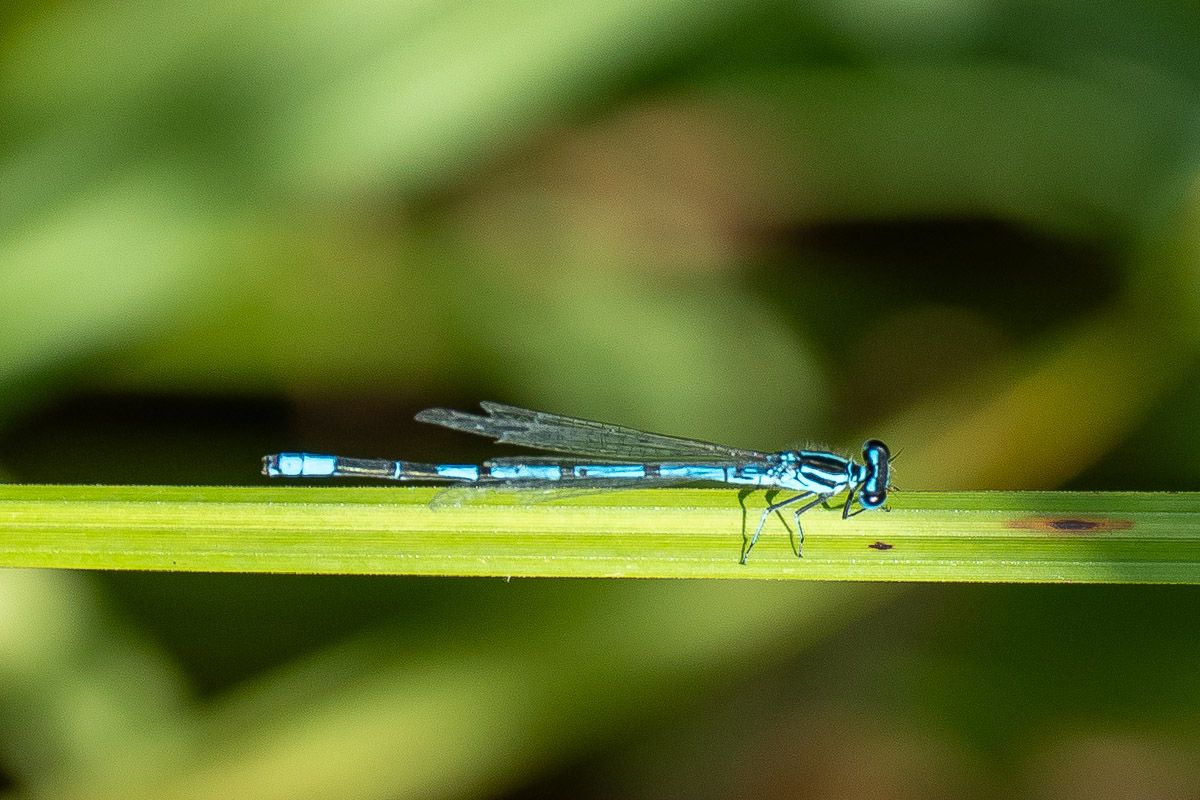 Libelle